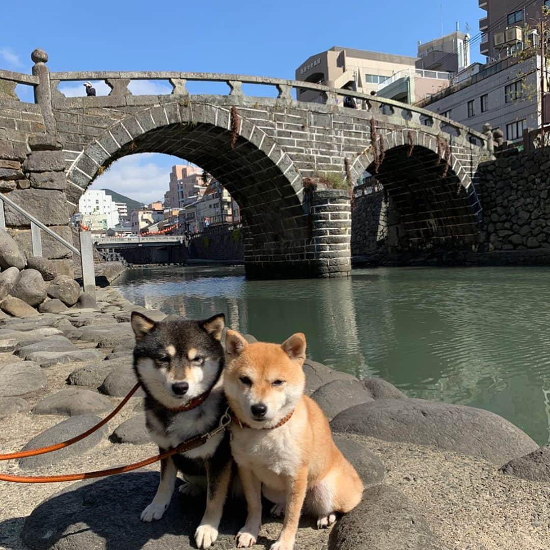 豆柴なつ&ふゆさんのインスタグラム写真 - (豆柴なつ&ふゆInstagram)「We go to Nagasaki😆💓 長崎に2泊で2日目は眼鏡橋と大浦天主堂＆グラバー園😆💓 #旅行 #travel #九州旅行 #犬連れ旅行 #眼鏡橋 #長崎　#グラバー園 #nagasaki#シバフル #わんダフォ #shibamania  #柴犬ライフ#pecoいぬ部 #shiba_snap  #instashiba#cutedogs  #柴犬#shiba #shibainu #shibastagram #いぬすたぐらむ #pecoいぬ部 #犬バカ部 #shibainumag_feature #instafollow #dogoftheday  #🐕📷 #theshibasociety  #柴#proudshibas  #柴犬マニア」2月14日 20時01分 - mameshiba.natsuinu56