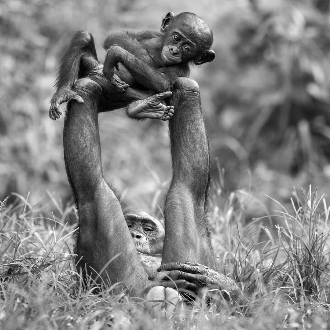ナショナルジオグラフィックさんのインスタグラム写真 - (ナショナルジオグラフィックInstagram)「Photo by @FransLanting | We celebrate World Bonobo Day (February 14) with this image. You’re looking at a female bonobo playing with an infant by balancing it on her feet—a game any human parent can relate to. Bonobos engage in social interactions that we have long associated as exclusively human: They play, and express empathy. Compared with chimps, bonobo brains appear to be more developed in areas vital to emotions, such as feeling empathy and sensing distress in others. I made this image at @Lolayabonobo, a remarkable sanctuary in the Democratic Republic of Congo, where individual animals confiscated from the illegal wildlife trade are given a new lease on life. Perhaps fewer than 10,000 bonobos live in the jungles of the Congo Basin, the only place where they occur in the wild. Their survival depends on our ability to apply the same kind of compassion for them that we cherish so much in ourselves. Follow me @FransLanting and Christine Eckstrom for more stories about the connections between us and our relatives on the great tree of life. @thephotosociety #Bonobos #Chimps #Apes #Play #WorldBonoboDay」2月14日 20時38分 - natgeo