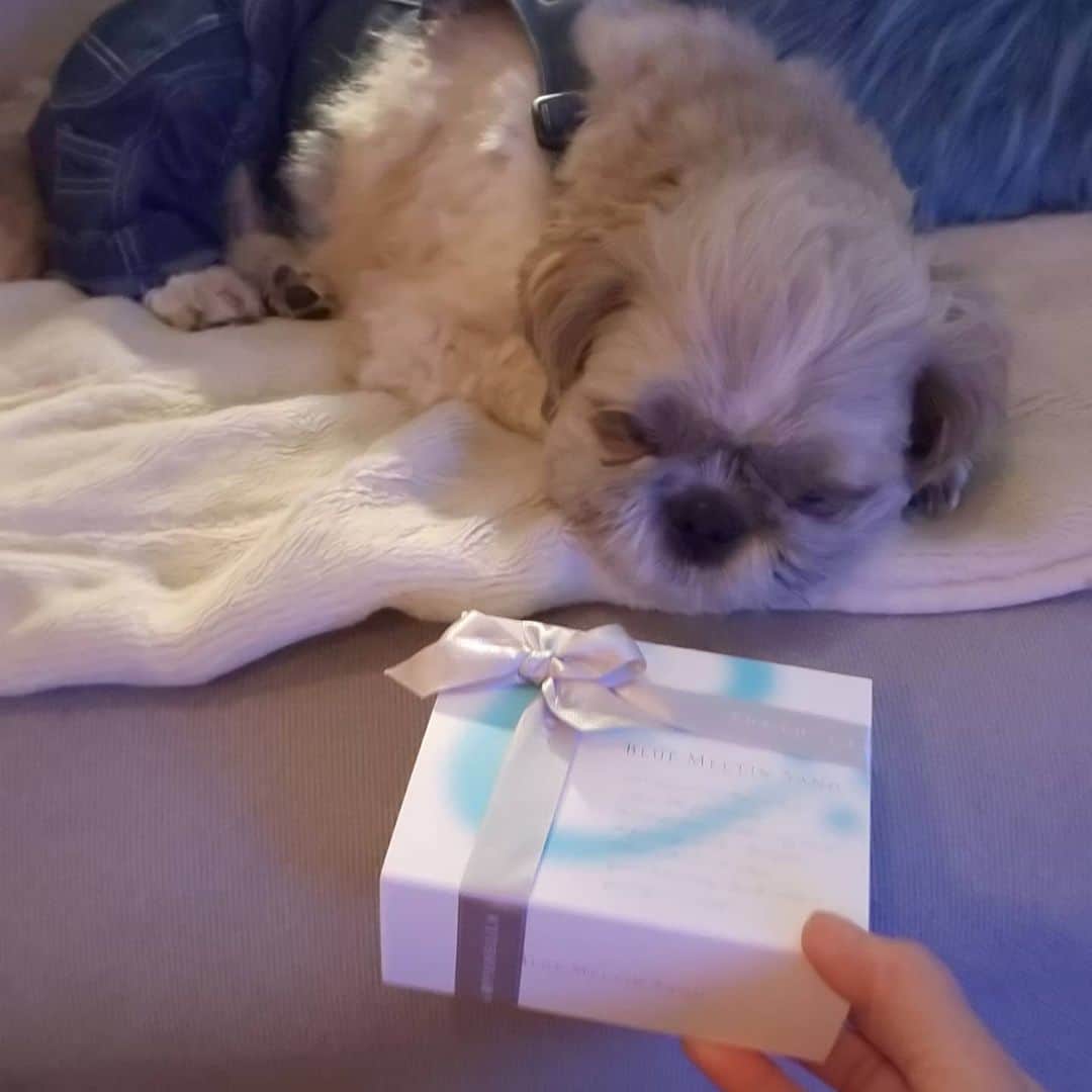 タンゲクンのインスタグラム：「ねぇねぇ旬くん 可愛いいおねえさんからチョコ頂いてるよ 💝 犬にはチョコ毒だから 私が食べちゃうよ  もう寝てる🐨 #旬太郎くん  #バレンタイン」