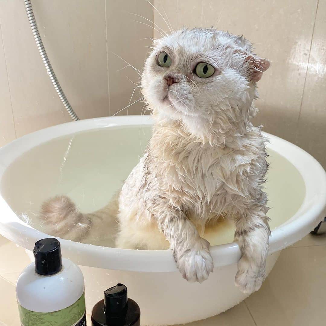 Haruのインスタグラム：「I told you I’m a white cat! #อาบไปสามกะละมังกว่าจะขาว #แช่จนจุ๊เปื่อย 🐷」