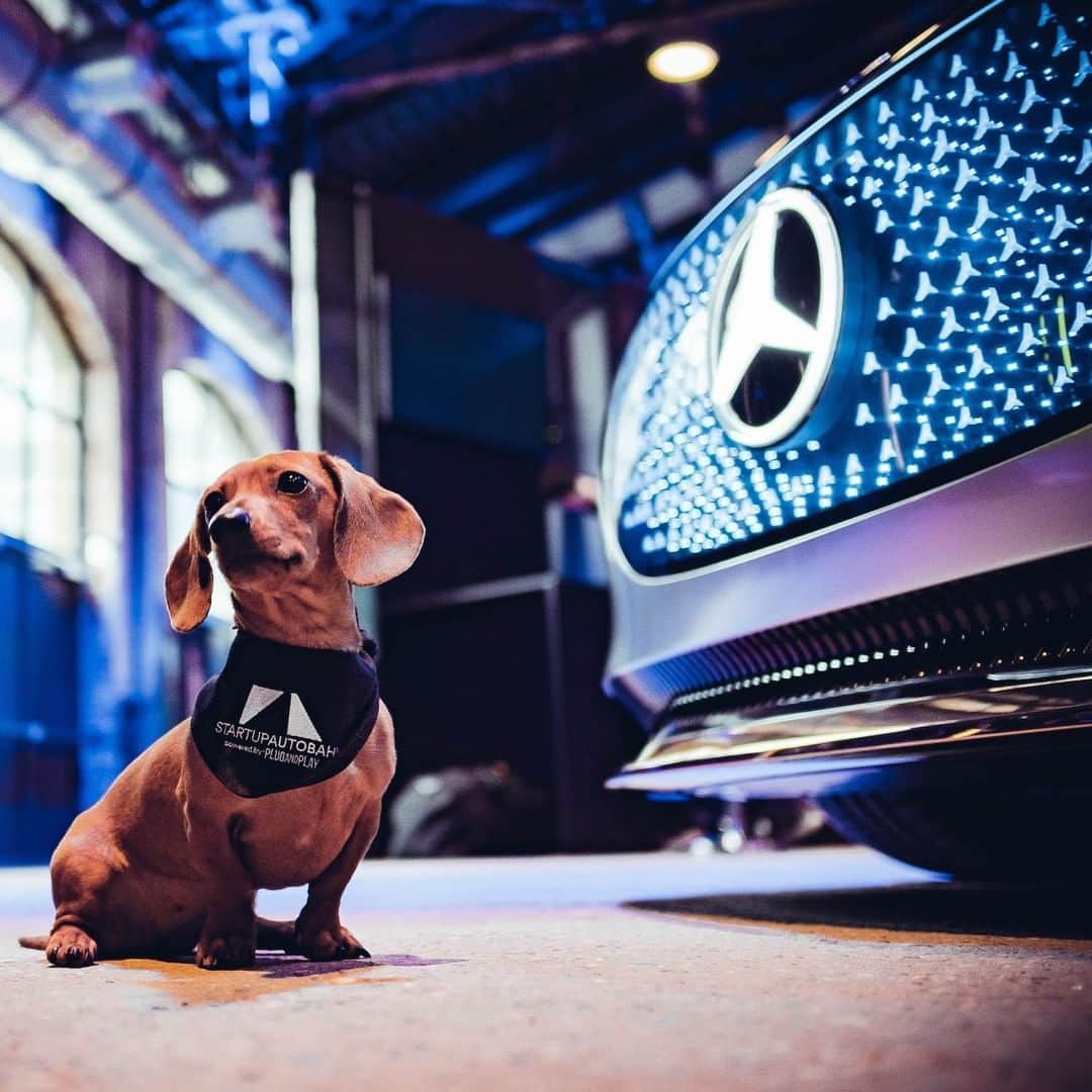 メルセデス・ベンツさんのインスタグラム写真 - (メルセデス・ベンツInstagram)「Our #startup dog Hazel always tracks the latest innovation. #startupautobahn #expoday #sustainableluxury #VisionEQS」2月14日 12時00分 - mercedesbenz