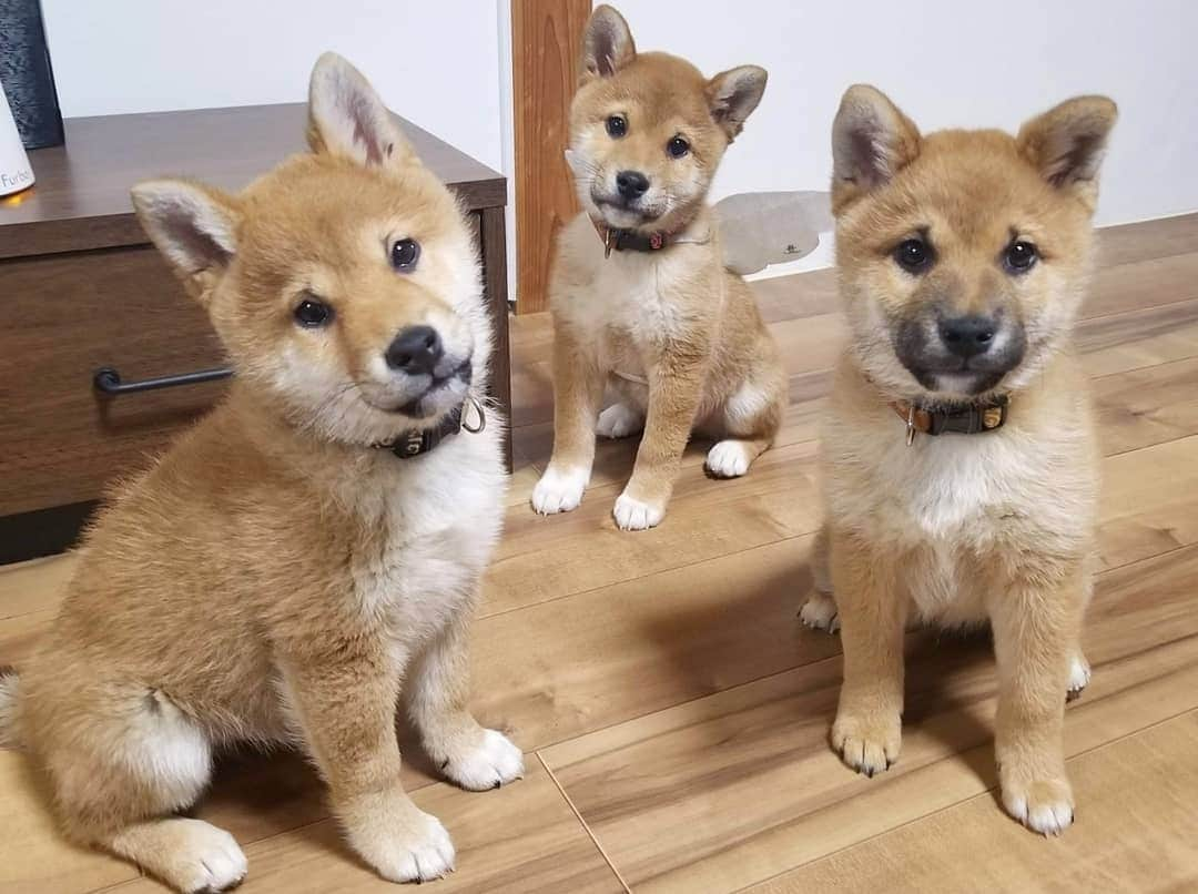 柴犬たま Shibainu Tamaのインスタグラム