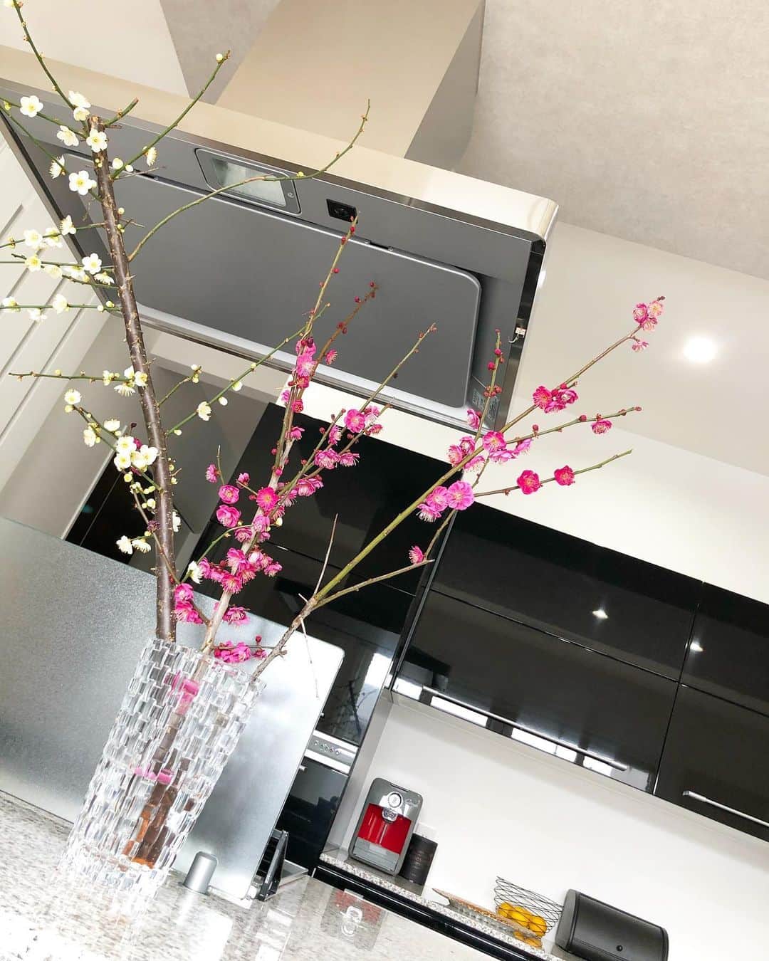 田中涼子のインスタグラム：「強そうな蕾がたくさんついた 大きい枝を見つけたので購入🌸 ポツポツかと思ったらあたたかいから一気にこーんなに咲きました‼︎ 子どもが触ると危ないから植物は置いてなかったけど、カウンターの上ならと飾ってみたら案の定、、猫ちゃんのように興味津々。  この数時間後にバシャーン💦💦 やっちゃいました💦 私が、、💦 #梅の花#いい香り💕 #枝物好き #キッチンカウンター」