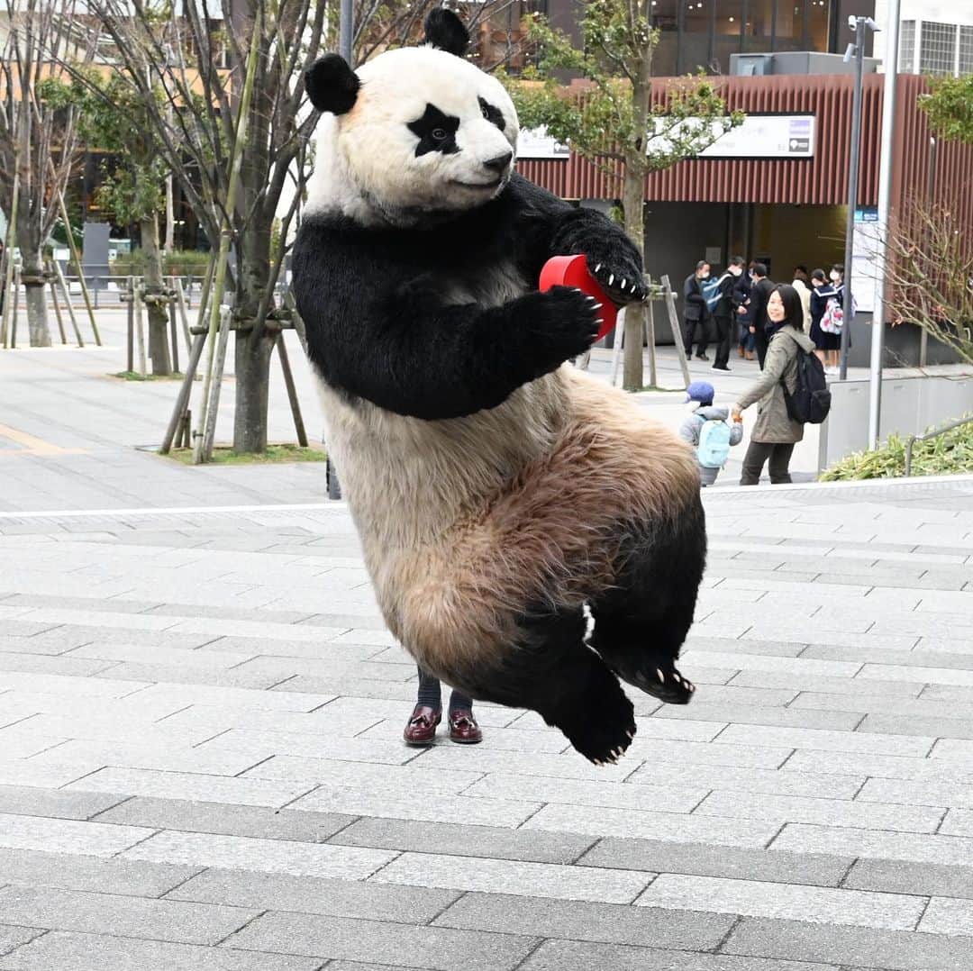 星星（セイセイ）さんのインスタグラム写真 - (星星（セイセイ）Instagram)「💓 . #やったー #やったやったーー #笹入りチョコ #手作りだと⁉️ #最高 #ハッピーバレンタイン #happyvalentine #星星 #パンダ #panda #pandagram #パンダ好きな人と繋がりたい #レイア #相方 #ZIP!」2月14日 12時37分 - seisei_panda