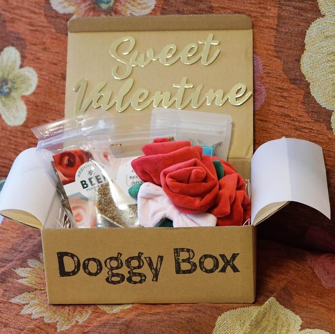 黒豆柴こむぎさんのインスタグラム写真 - (黒豆柴こむぎInstagram)「Happy Valentine’s Day ❤️ボクから、みんなに愛を込めて😘このバラの花束のおもちゃは、2月のDoggy Box @doggybox_jp に入っていたんだ☺️おもちゃの他に美味しそうなおやつが3種類も入っていて、嬉しいな💕2020.02.14  #doggybox #ドギボ #黒豆柴 #豆柴 #黒柴 #黑柴 #柴犬 #柴 #まめしば #しばいぬ #mameshiba #kuroshiba #shibainu #shiba #shibalove #shibalovers #shibastagram #shiba_snap #shibasofinstagram #ふわもこ部 #pecoいぬ部 #いぬら部 #proudshibas #thedailyshibainu #ここ柴部 #いぬのきもち #todayswanko #rakutenpet #9gagcute」2月14日 13時09分 - komugi_1207