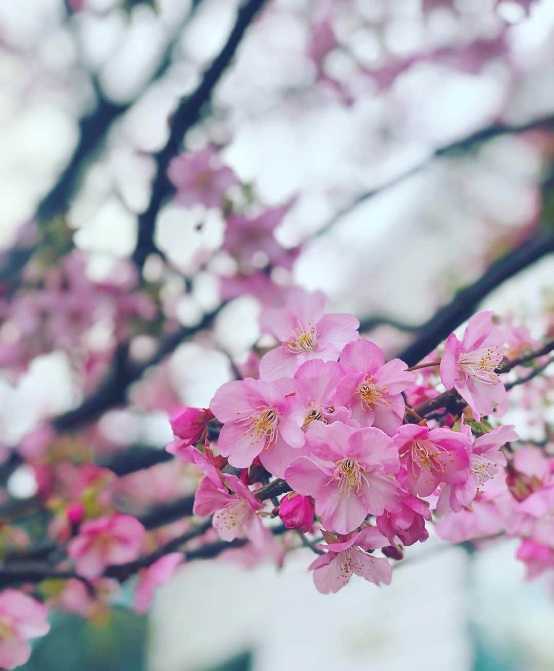 神崎恵さんのインスタグラム写真 - (神崎恵Instagram)「ハルヨコイ🌸」2月14日 13時25分 - megumi_kanzaki