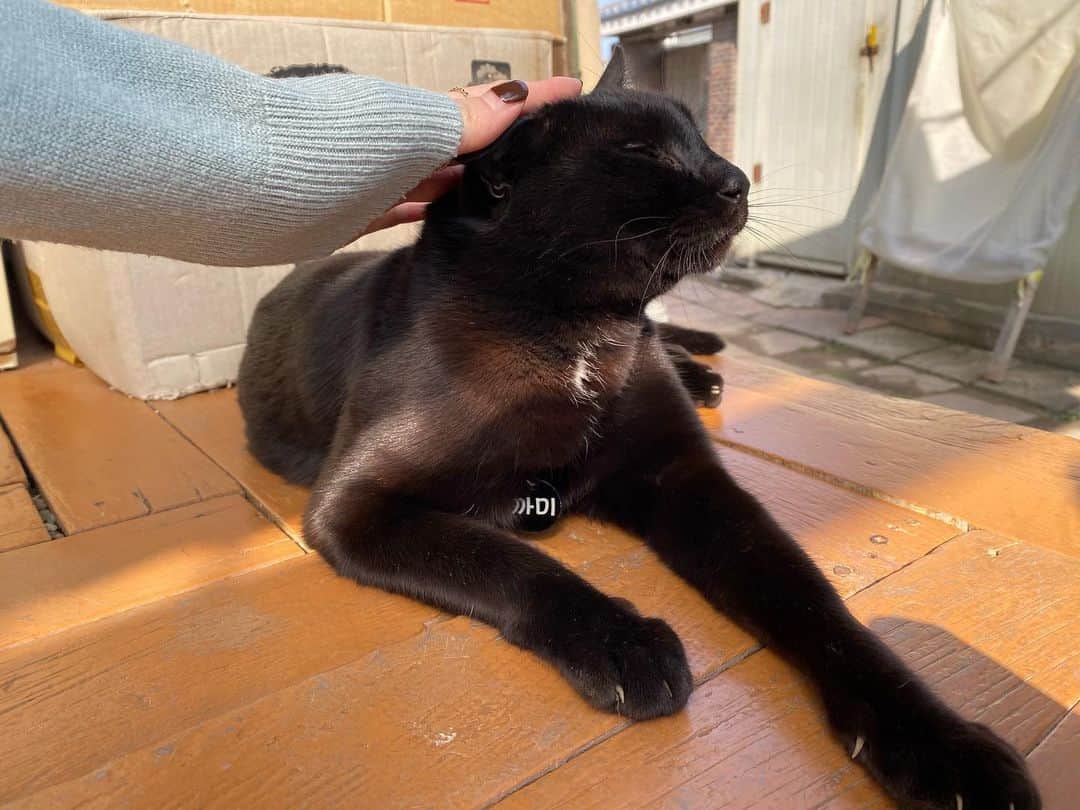 キム・ソヘ（I.O.I）さんのインスタグラム写真 - (キム・ソヘ（I.O.I）Instagram)「초당순두부 먹으러 갔는데  사랑받는 고양이 까미가 있었다 기분이 좋았다  너무 귀엽다🌝 ❤️」2月14日 13時44分 - s_sohye