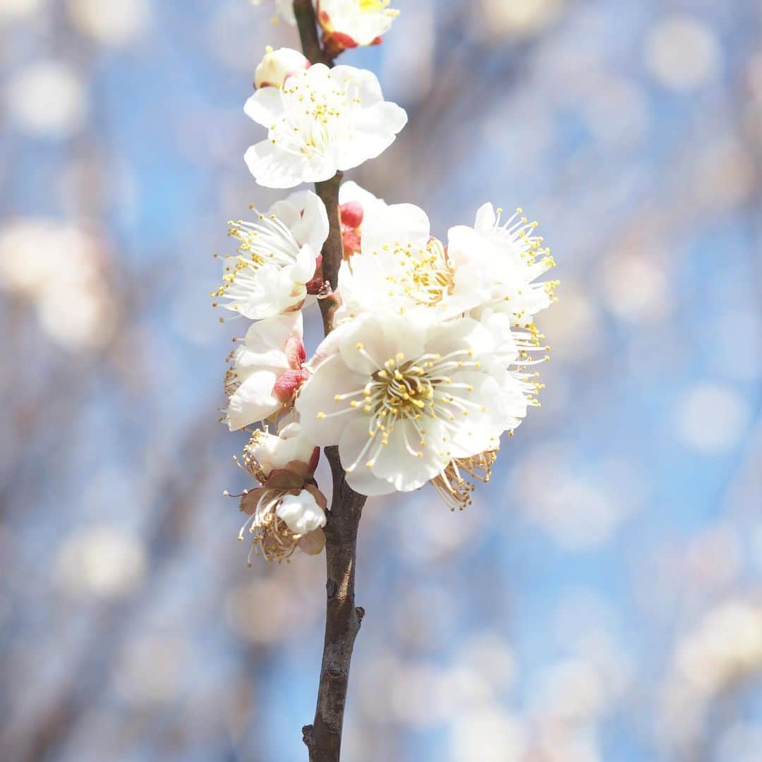 福岡女子短期大学さんのインスタグラム写真 - (福岡女子短期大学Instagram)「今日は天気がいいです✨キャンパス上空は綺麗な青空が広がっています。梅の開花はピークを過ぎましたが、元気いっぱいに咲いています。 . この投稿をご覧になって「いいね👍」「役に立った」と思われた方は@fukuokajoshitan をフォローをお願いします。 . ========[ お知らせ ]======== . 福岡女子短期大学の資料（2020大学案内📕学生募集要項）を無料送付中です。本学ホームページ📲（‪http://www.fukuoka-wjc.ac.jp/siryo.html‬）からお気軽に申し込みください🌟 . ========================= . 子ども学科/健康栄養学科 音楽科/文化教養学科 . 福岡女子短期大学 住所：‪‪‪‪‪福岡県太宰府市五条四丁目16‬番‬1号‬‬‬ tel：‪‪‪092-922-4034‬‬‬（代表) . #太宰府　#福女短　#梅花 #梅 #写真撮るのが好きな人と繋がりたい #観梅 #福岡カメラ部 #福岡女子短期大学 #青空 #そらまっぷ #はなまっぷ #ボケフォトファン #キリトリセカイ #花のある風景　#梅林 #_lalaflowers_ #best_beauty_flora_ #best_moments_flower #every_shot_emotion #ip_connect #great_captures_flowers #good_jobshot #lory_pastelflowers #photocircle_ohana #ponyfony_flowers」2月14日 13時55分 - fukuoka_wjc