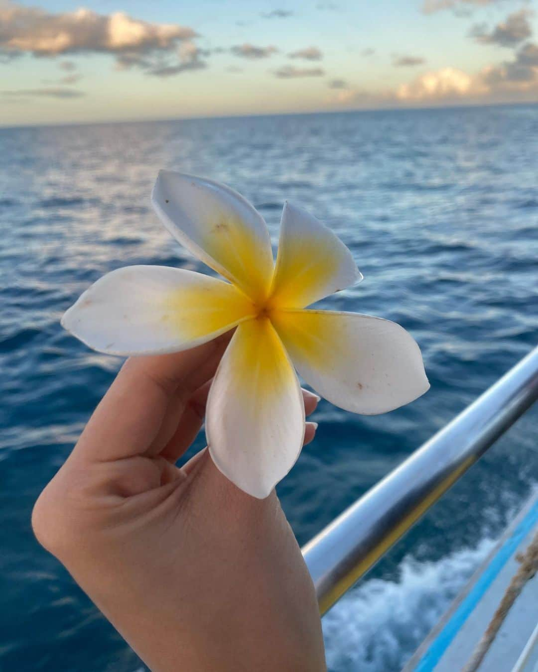 小川永子のインスタグラム：「ハワイの空🌇 青空も夕焼けも、日の出や曇り空も、ほんとどの景色をとっても最高。  今回は、朝５時集合で、 #イルカ中学校　のプログラムに参加してきました。  忘れることのできない最高の体験🐬  またハワイに来たら、必ず会いに行きます！  いるかちゃん、大好きです❤️ #hawaii  #dolfin  #waikiki  #アナウンサー #正月ハワイ #写真 #空」