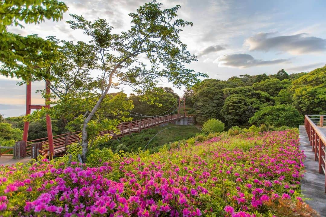 鹿児島よかもん再発見さんのインスタグラム写真 - (鹿児島よかもん再発見Instagram)「昨年の錦江台展望公園のツツジ(^-^)/ 撮影日:H31/4/28 撮影場所:錦江台展望公園スカイパレット 作品名:早朝の天空の道でゆったり過ごす春のひととき  #鹿児島 #鹿児島観光 #錦江台展望公園 #指宿スカイライン #鹿児島の風景 #鹿児島の自然 #カメラブ #ツツジ #指スカフォトコン2019」2月14日 14時07分 - kagoshimayokamon