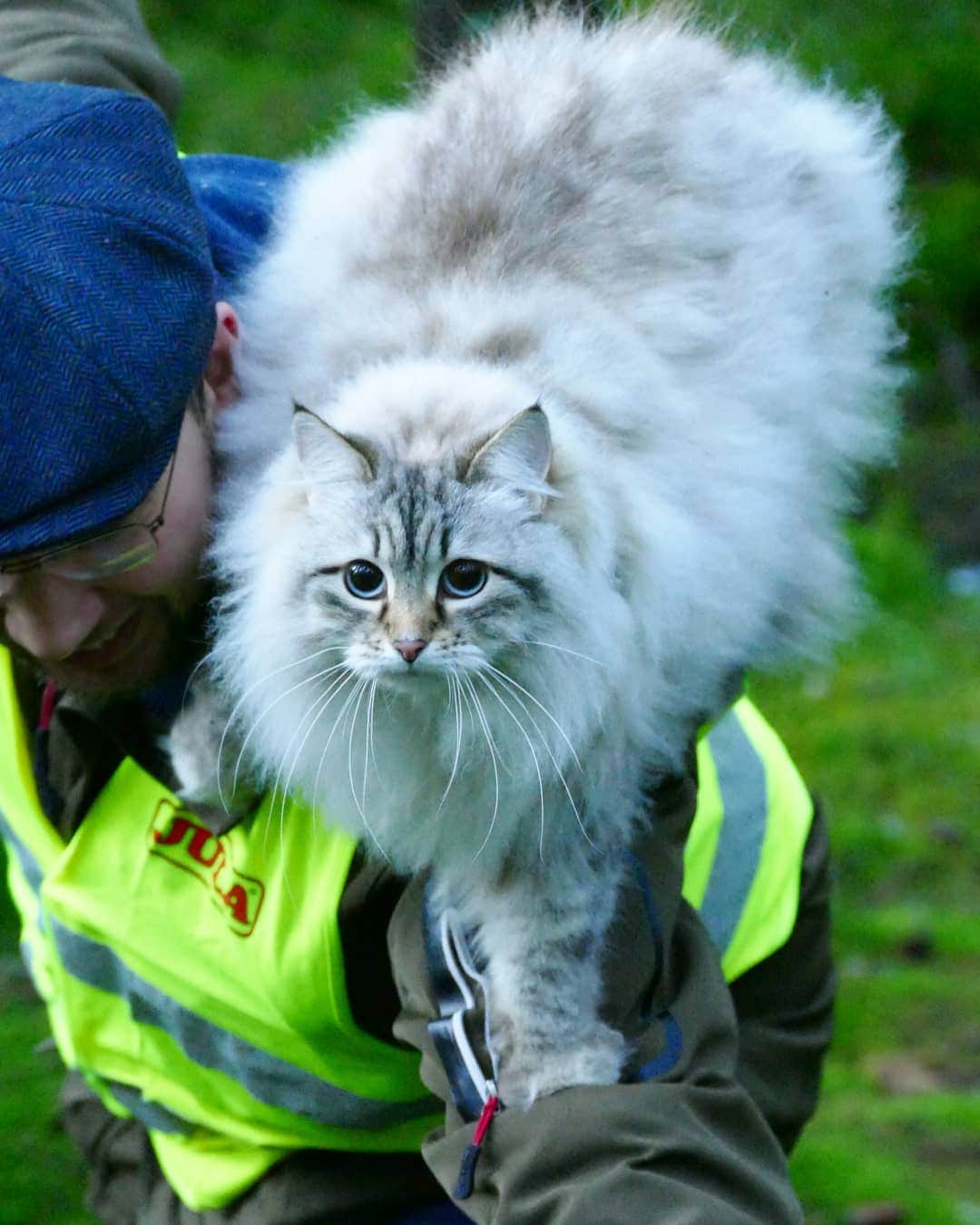 のインスタグラム：「Rare footage of me arriving on the Dad Cab to my valentines date ❤😻😹😻😹😻❤. Happy Valentines dear Furriends #cat#igcutest_animals #cat_features #cutepetclub #fluffypack #katt #bestmeow  #weeklyfluff #meow #AnimalAddicts #kittycat #cat #cats #kitten #kittens #kawaii #instacat #calico #neko #winter #snow #2019 #sibiriskkatt #siberiancat」