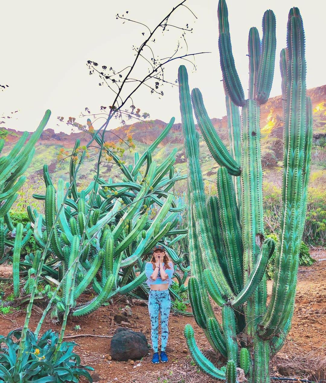 伊藤歩さんのインスタグラム写真 - (伊藤歩Instagram)「Cactus jungle🏜  ハワイの植物園🌈 あまりお手入れしてないから ワイルドに育ってます🌵🌵🌵 #beutyofnature#lovenature#naturegram#cactus#jungle#自然#巨大#サボテン#海好き#猫好き#伊藤歩#自然に感謝」2月14日 15時05分 - ayumi__ito