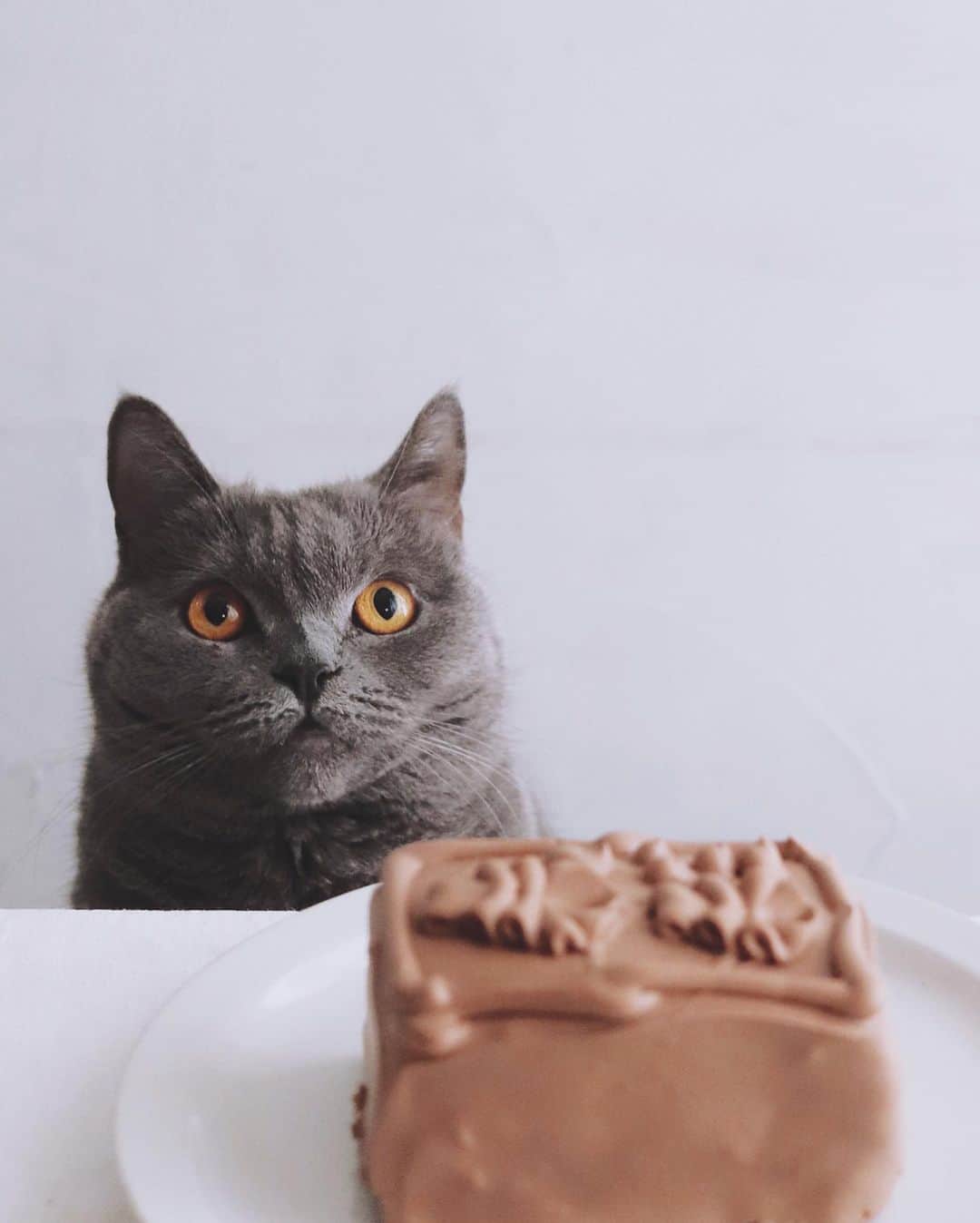 のインスタグラム：「Chocolate cake . １５時のおやつに トップスのケーキ。 ピントはボナさん。 . １０年ぶりくらい 久しぶりに食べた。 知らなかったけど 工場が近所でした。 . . #おやつとボナさん #赤坂トップス #トップス #バレンタイン #バレンタインデー #チョコレートケーキ #akasakatops #tops #valentine #valentineday」