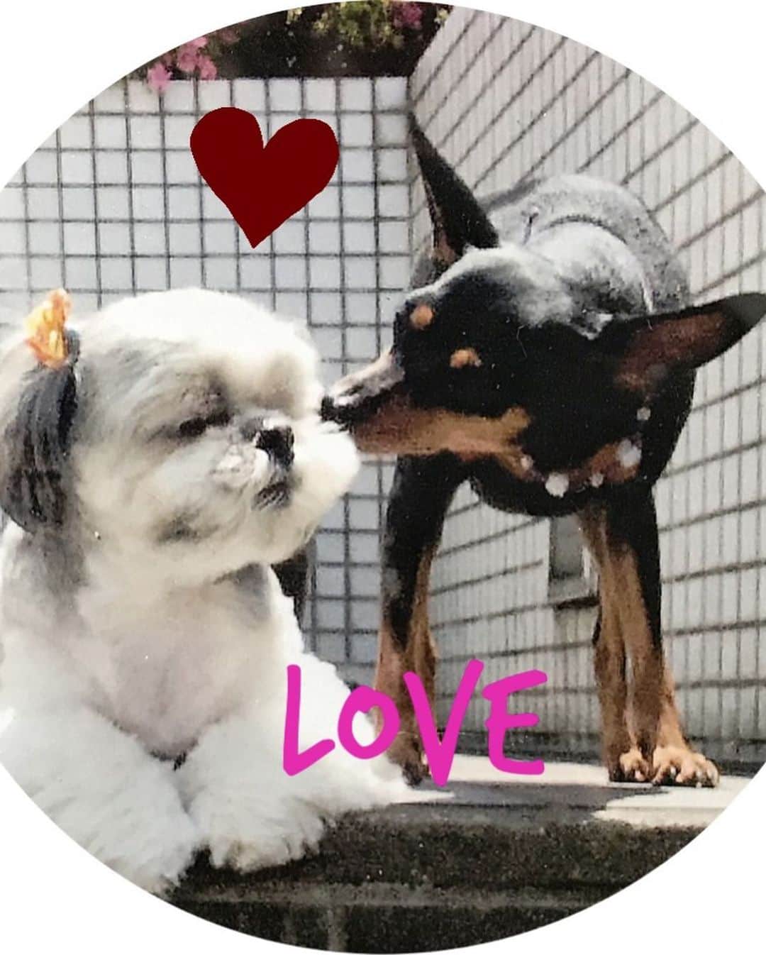 小川知子さんのインスタグラム写真 - (小川知子Instagram)「#バレンタイン#誕生日#亡き愛犬  今は亡きhappyとlucky。 別々に来たのに同じ誕生日だった。 それもバレンタインデー❗️ 毎年、バレンタインの日にはチョコを買ってお供え。 毎日思い出さない日はない。 二人とも お誕生日おめでとう🎁 また会おうね〜❤️❤️」2月14日 16時17分 - tomoko_ogawa_