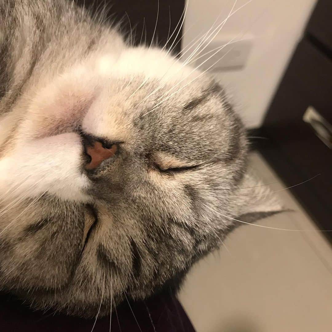 KATSUOのインスタグラム：「メイちん口真っ赤 . #catstagram #dogstagram #instapet #かつおとメイ」