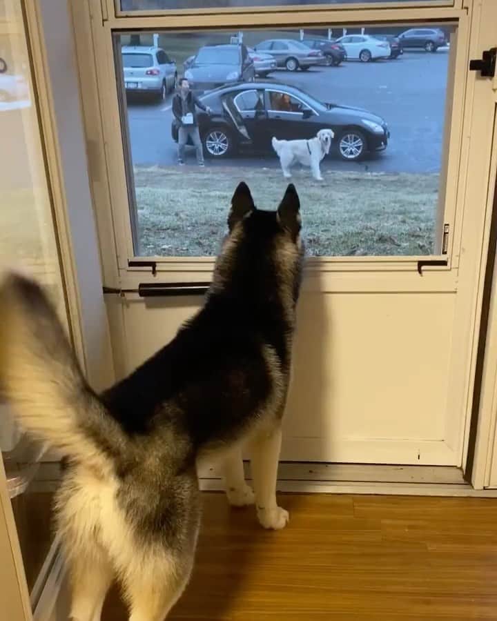 husky and malamuteのインスタグラム：「My friend is ready to go home, and at the same time the golden retriever is going home. Husky watched his friend leave at the door. When Husky ’s tail hangs down, he should be very reluctant to let the golden retriever go home.😶😶 follow @alaskandaily （Twitter：alaskandaily）for more cute pic and video.😜 ……………………………………………………………… Each video was approved by the original author. But  don't have a Instagram account. We are first one post those video. So watermark credit @alaskandaily ……………………………………………………………… #alaskan#malamute#alaskanmalamute#alaskanhusky#malamutesofinstagram#puppylife#puppylove#puppydog#puppylover#dogdays#malamutepuppy#huskies#huskeypuppy#huskeiesreq#siberian#huskeiesofig#dogslife#dogsofnyc#cutedog#cutedogs#huskeypics#huskeylovers#huskygram#huskeylove#huskiesofinstagram#dogsofnyc#husky#狗」