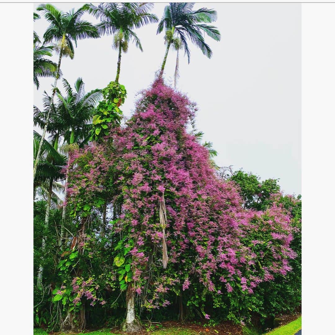 梨花 さんのインスタグラム写真 - (梨花 Instagram)「質問です🙏 このお花の名前わかる方いますか？ ❶ハワイ島 ❷花びらがびらっぽくなくピンとしてる ❸花びら1枚1枚に距離がある ❹花びら4枚⁇」2月14日 16時57分 - rinchan521