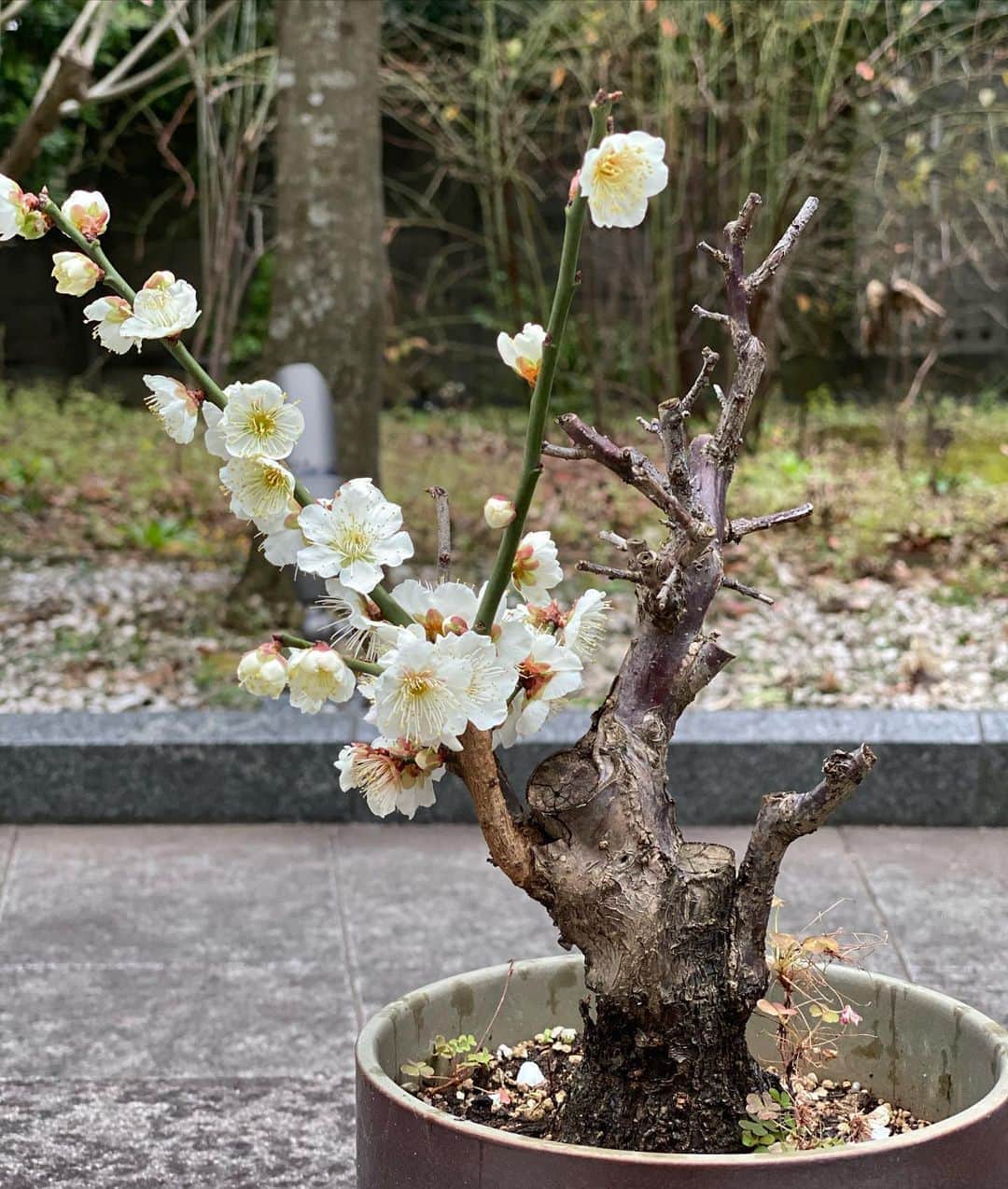 工藤静香さんのインスタグラム写真 - (工藤静香Instagram)「尾木プロダクションの尾木社長から4年前くらいに頂いた梅！ 植え替えしてやっと今年咲きました。社長〜ありがとう😊😊 白い梅の花の花言葉は　　気品」2月14日 17時07分 - kudo_shizuka