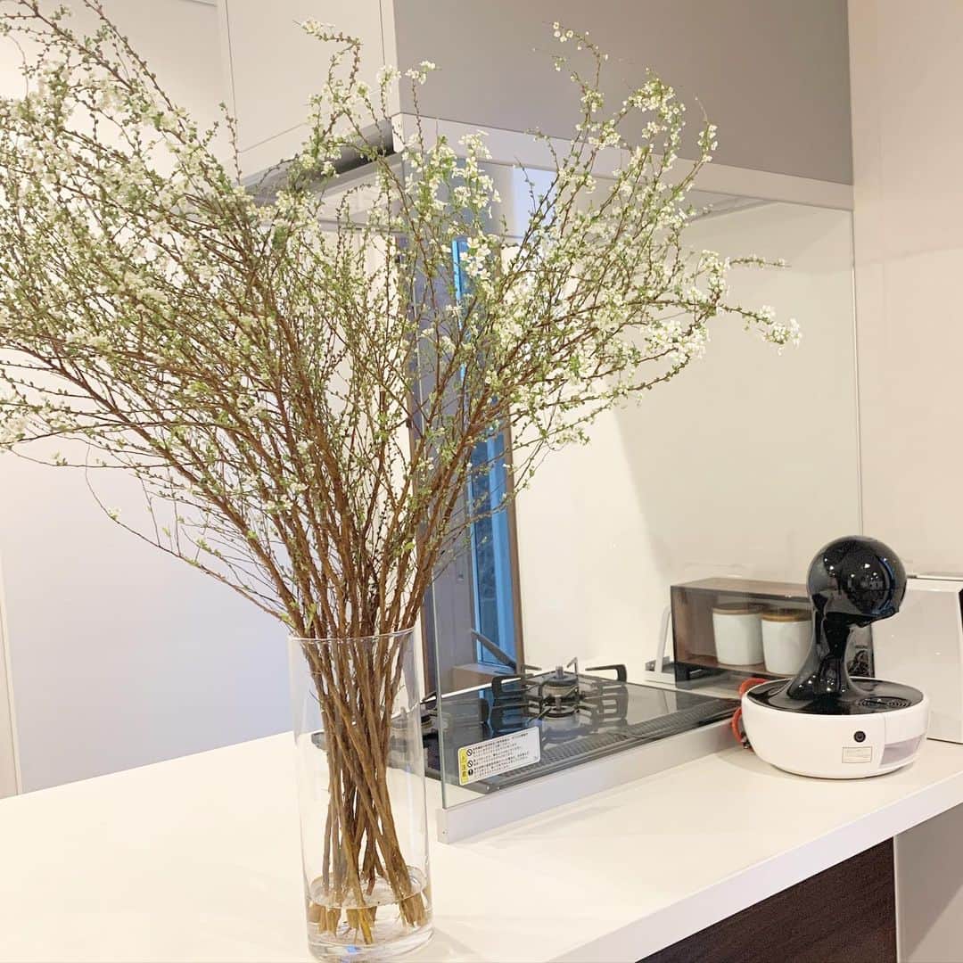 ryuu79hinaのインスタグラム：「ユキヤナギ🌿 ・ ・ 雪柳の花言葉 『愛嬌』『愛らしさ』『賢明』『殊勝』『静かな思い』 ━━━━━━━━━━━━━━━ #ユキヤナギ#雪柳#お花#お花のある暮らし#花のある暮らし#花のあるくらし#花のある暮らしを楽しむ#記録#locari」