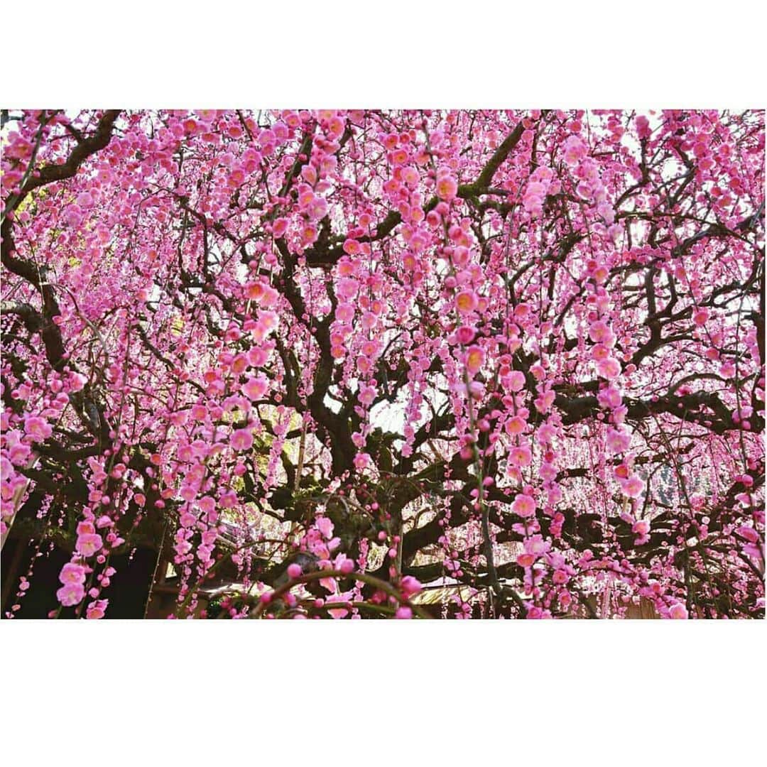 兵庫県さんのインスタグラム写真 - (兵庫県Instagram)「兵庫県公式インスタグラム『love_hyogo』です。  love_hyogoでは皆さんが#lovehyogo のハッシュタグを付けて投稿していただいた写真から素敵な写真をご紹介させていただきます。  本日のピックアップは @asa_blue_08 さんのお写真です👑 ハッシュタグをつけての投稿ありがとうございます🙏  写真は今年で4回目の登場となる南あわじ市の『八木のしだれ梅』です📷  今回はちょっと趣向を変えて、シチュエーション的な構成にしてみました。 梅の枝ぶりを仰ぐ子猫… 視線の先の枝垂れ梅… そしてまるで流れ落ちる滝のように見事な枝垂れ梅…。 梅の可憐で小さな花弁から息を呑むほど見事な巨木まで、それぞれ違った美しさを感じますね✨  八木のしだれ梅（村上邸）は淡路島の個人宅に植えられた樹齢70年になろうかという古樹です。 今年は暖冬の為か例年より二週間ほど早く開花しており、夜間ライトアップも週末から開始されるそうです。 うららかな春の陽気を再現したかのような、絶景のしだれ梅を見にぜひ足を運んで下さい😊✨ 個人宅のためマナーを守って観覧してくださいね✨  兵庫にまつわる投稿は#lovehyogo のハッシュタグをお願いします👈  #兵庫県#兵庫#lovehyogo#love_hyogo#photooftheday#followme#南あわじ市#八木のしだれ梅#しだれ梅と子猫#梅仰ぐ#しだれ梅#自慢したい兵庫の景色」2月14日 17時25分 - love_hyogo