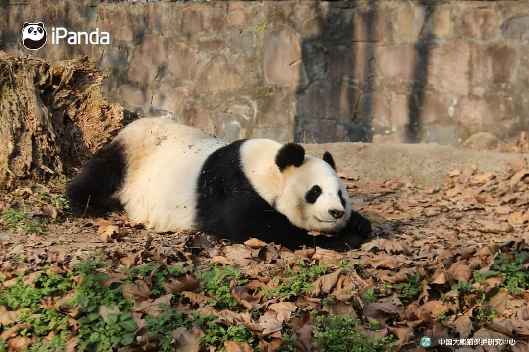 iPandaさんのインスタグラム写真 - (iPandaInstagram)「All, be quiet. Beauty sleep is key to preventing dark circles for me. 🐼 🐾 🐼 #panda #ipanda #animal #pet #adorable #China #travel #pandababy #cute #photooftheday #Sichuan #cutepanda #animalphotography #cuteness #cutenessoverload」2月14日 17時30分 - ipandachannel