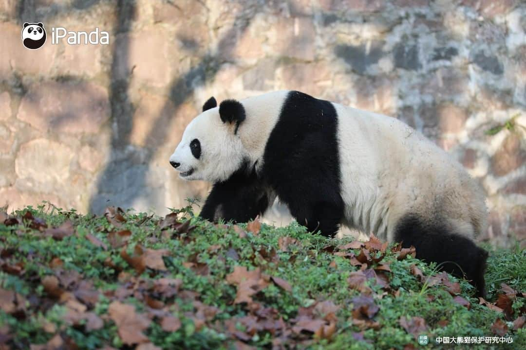 iPandaさんのインスタグラム写真 - (iPandaInstagram)「All, be quiet. Beauty sleep is key to preventing dark circles for me. 🐼 🐾 🐼 #panda #ipanda #animal #pet #adorable #China #travel #pandababy #cute #photooftheday #Sichuan #cutepanda #animalphotography #cuteness #cutenessoverload」2月14日 17時30分 - ipandachannel