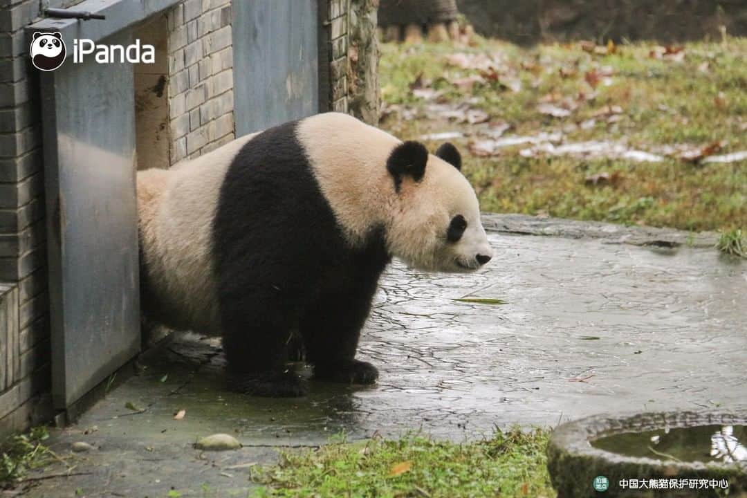 iPandaさんのインスタグラム写真 - (iPandaInstagram)「All, be quiet. Beauty sleep is key to preventing dark circles for me. 🐼 🐾 🐼 #panda #ipanda #animal #pet #adorable #China #travel #pandababy #cute #photooftheday #Sichuan #cutepanda #animalphotography #cuteness #cutenessoverload」2月14日 17時30分 - ipandachannel