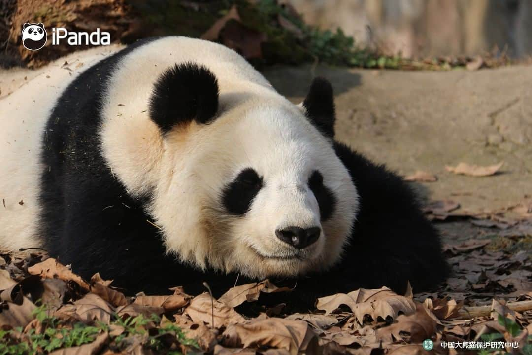 iPandaさんのインスタグラム写真 - (iPandaInstagram)「All, be quiet. Beauty sleep is key to preventing dark circles for me. 🐼 🐾 🐼 #panda #ipanda #animal #pet #adorable #China #travel #pandababy #cute #photooftheday #Sichuan #cutepanda #animalphotography #cuteness #cutenessoverload」2月14日 17時30分 - ipandachannel