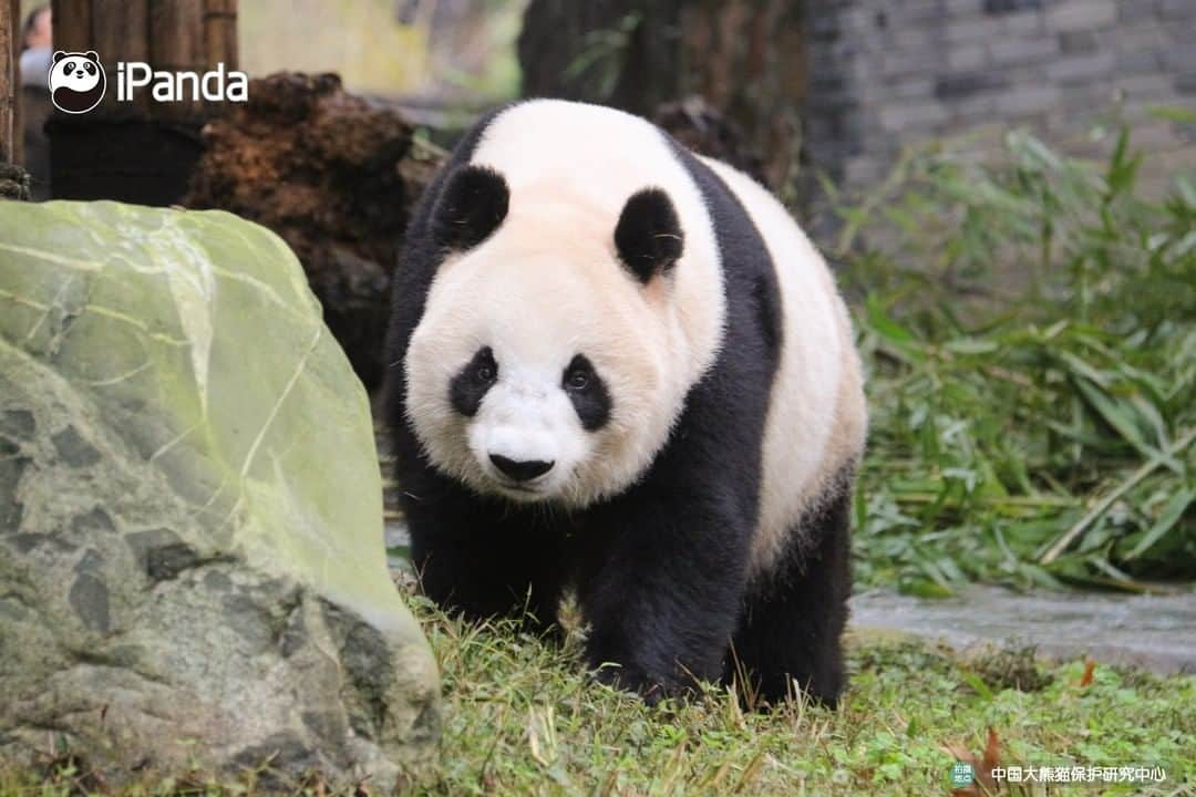 iPandaさんのインスタグラム写真 - (iPandaInstagram)「All, be quiet. Beauty sleep is key to preventing dark circles for me. 🐼 🐾 🐼 #panda #ipanda #animal #pet #adorable #China #travel #pandababy #cute #photooftheday #Sichuan #cutepanda #animalphotography #cuteness #cutenessoverload」2月14日 17時30分 - ipandachannel