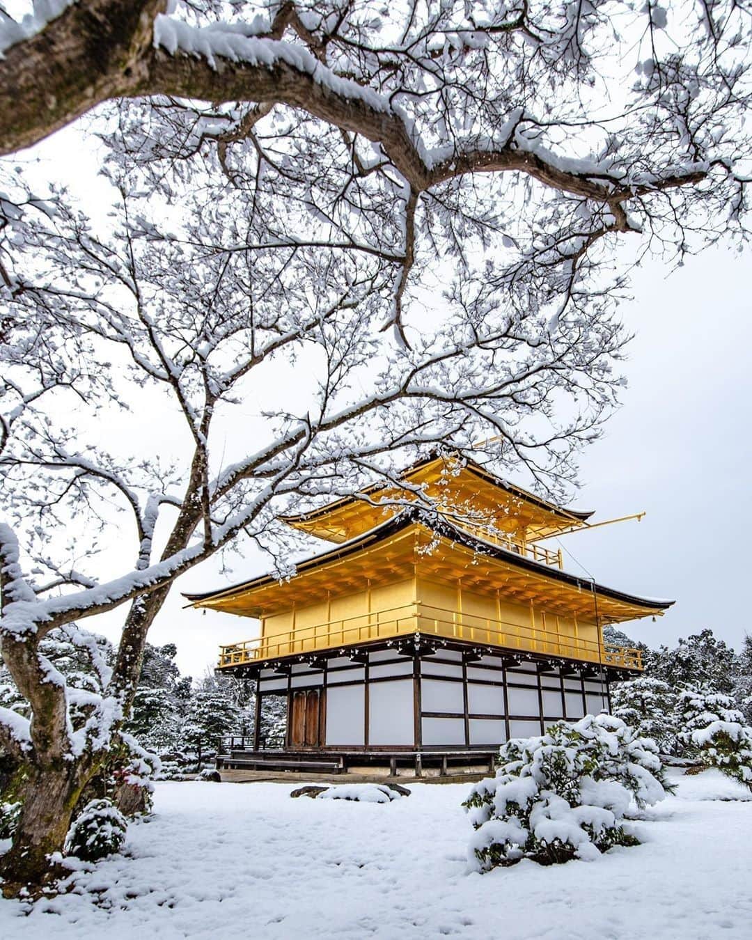 楽天トラベル さんのインスタグラム写真 - (楽天トラベル Instagram)「#京都  #金閣寺 雪化粧の金閣寺。 今年は暖冬ですが、数日前に京都にも雪が降り積もりました。 白い雪と金色のコントラストに惹きつけられますね。 ※こちらは昨年のお写真です . Special Thanks💓 📸Photo by @kou_camera . ************************ 旅先で撮った写真に場所と一緒に #rakutentravel を付けてシェアしてね♪ 厳選してこのアカウントで紹介します ************************ . #楽天トラベル #旅 #旅行 #旅に出よう #旅行好きな人と繋がりたい #日本 #冬 #京都旅行 #travel #trip #japan #instagramjapan #IG_JAPAN #japantrip #lovetraveling #lovers_nippon #winter #wintertrip」2月14日 18時00分 - rakutentravel