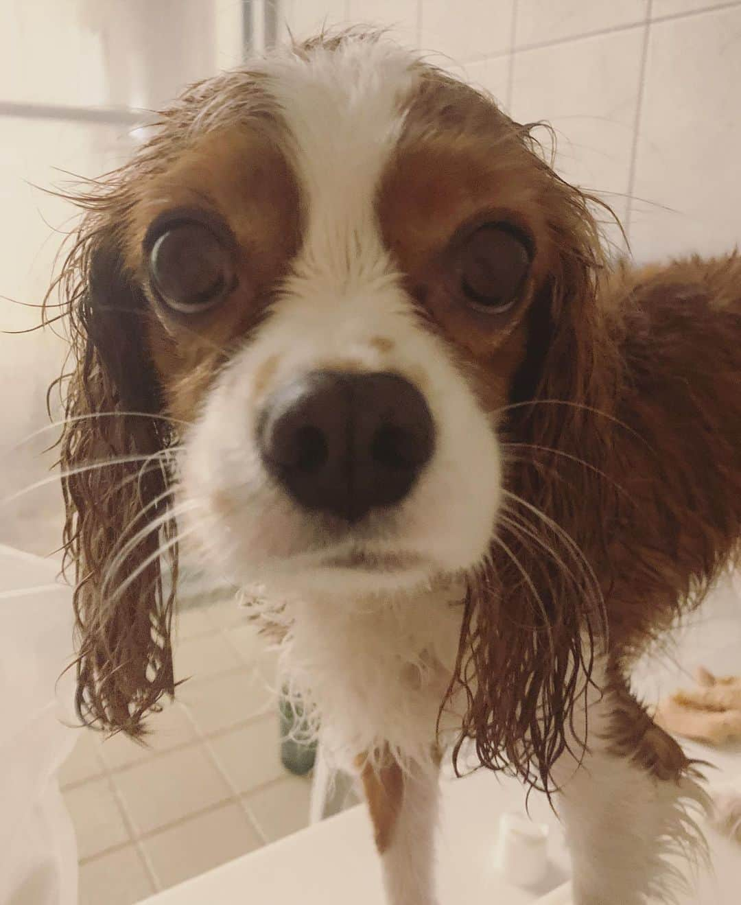 木下ココさんのインスタグラム写真 - (木下ココInstagram)「bathtime🛁🤍 ・ ・ #お風呂好き🧼 #bathtime #snow #sansasnow #cavalierlover  #cavalier  #キャバリア #ブレンハイム」2月14日 18時10分 - cocot_chan