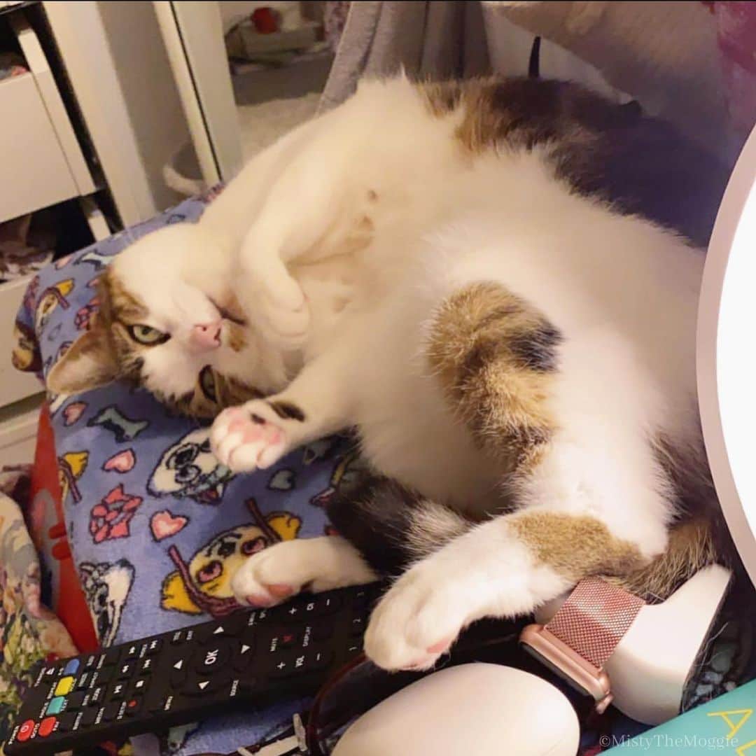 Misty The Moggieさんのインスタグラム写真 - (Misty The MoggieInstagram)「Happy Valentine’s Day everyone! I’m going to spend it sleeping in my spot clearing everything off it as per usual. What are you doing today?」2月14日 18時10分 - mistythemoggie