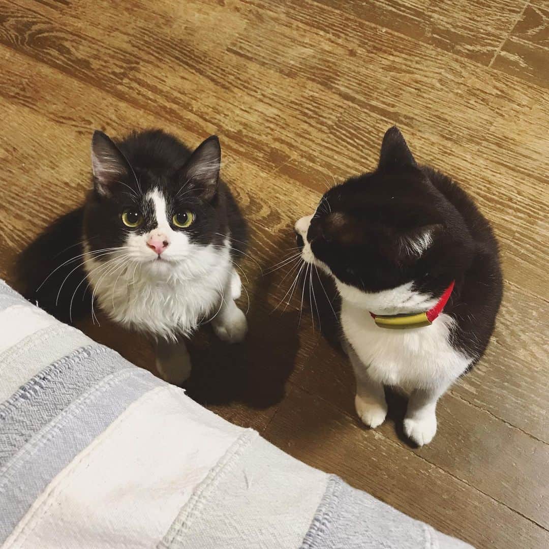 もじゃころのインスタグラム：「👩🏻「ペッペとばんどーがきたー😍🥰🥰🥰」 具→坂「コイツはほんとうにヤバいやつだから気をつけるんだぞ！」 #チョッチュ具志コロペッペ  #坂東玉隠しシャシャ丸  #バングシー」