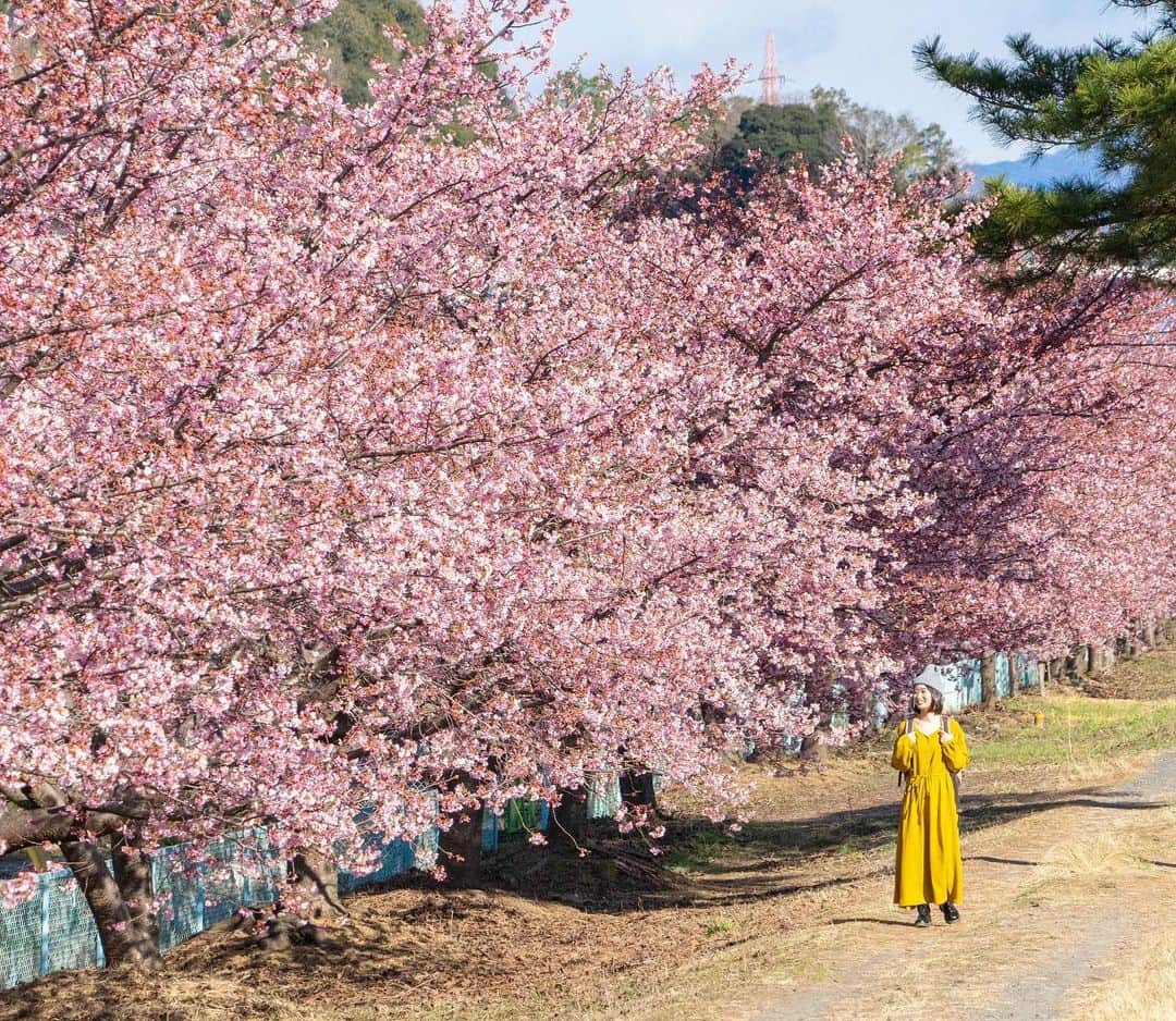 詩歩さんのインスタグラム写真 - (詩歩Instagram)「🌸﻿ ﻿ Kawazu-sakura, early-blooming cherry blossoms are now blooming in Izu area. But you can also enjoy early-bloom cherry blossoms in Shizuoka city! This is Miwa area in Shizuoka-city along Abegawa-river. There are more than 100 cherry blossom trees for 700meters. You can access here by bus easily. from Shizuoka station. This week is the best to visit. ﻿ ﻿ ﻿ こちらも、現在見頃を迎えている静岡市の河津桜スポット！﻿ ﻿ 安倍川堤防沿いに咲く #美和桜 です。﻿ ﻿ 2005年に静岡市が政令指定都市になることを記念して植樹されたそうで、107本の河津桜が、700mに渡って咲き誇ります。﻿ ﻿ 伊豆の河津桜よりも規模は小さいけれど、その分混雑も少ないから、ゆっくり楽しめたよ〜🌸﻿ 今週末からがいちばんの見頃かな💡﻿ ﻿ 静岡駅からバスで来ることができるので、車がなくても来れるのが嬉しい☺🚌﻿ ﻿ ぜひ、わたしの生まれ故郷・静岡市に遊びにきてね〜🙌﻿ （わたしは旧清水市生まれです🗻✨）﻿ ﻿ ﻿ @shizuoka_kanko #しずおかみっけ﻿ @shizuoka_city #picshiz﻿ ﻿ ﻿ 📷10th Feb 2020﻿ 📍安倍川堤防沿い 美和桜／静岡県静岡市﻿ 📍Abegawa-river Miwa sakura／Shizuoka Japan﻿ ﻿ ﻿ ©︎Shiho/詩歩」2月14日 19時03分 - shiho_zekkei