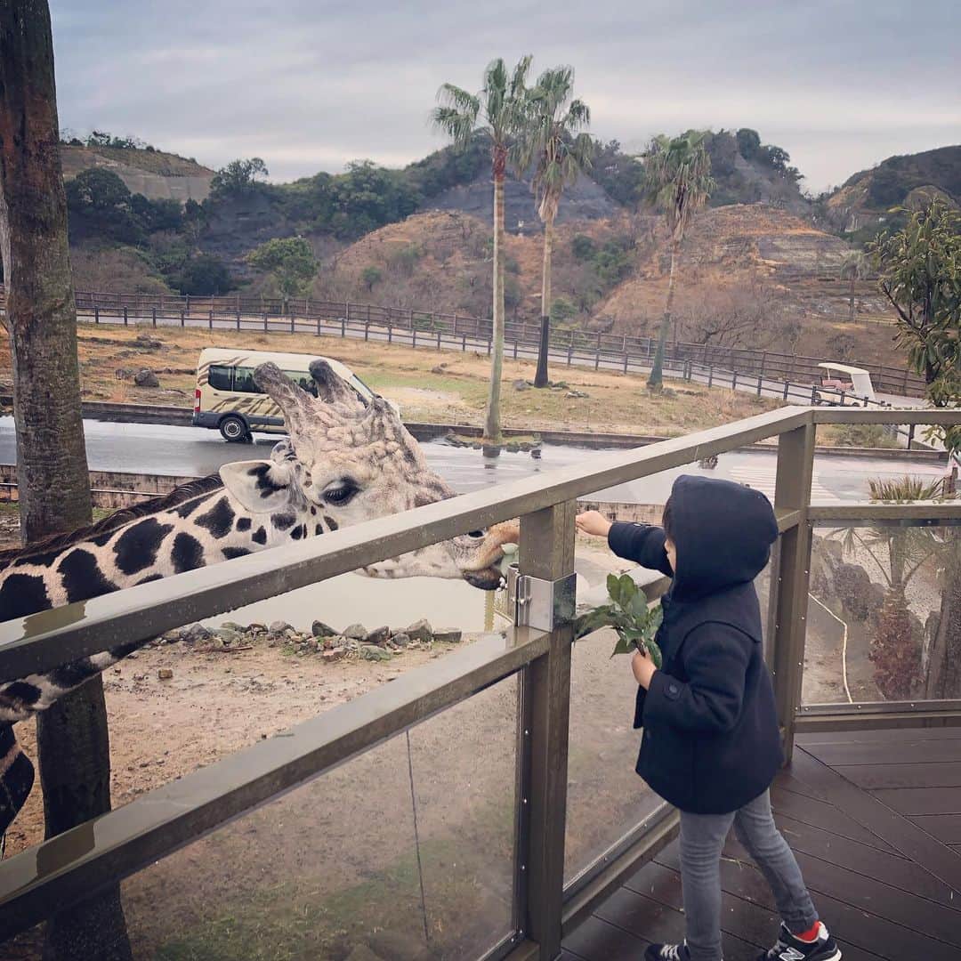 momokoさんのインスタグラム写真 - (momokoInstagram)「息子5歳のお誕生日は念願のアドベンチャーワールドへ🦒🐘🐼！ ここ、本当に良かったので写真沢山アップ。ここを知ってしまうと、普通の動物園に満足できなくなってしまうかも、、😱💦 . 動物たちとの距離がとにかく近い！ キリンやゾウ、サイの餌やりも特に予約なく決まった時間に行けば誰でもできます😃。広〜い敷地の中にのびのびと動物たちがいて、飼育員の方に愛されて育てられているなと感じる、、☺️💕 . 生き物が大好きな息子ももちろん、大喜び！！😍やっぱり連れてきてよかった〜✨これからもすくすく、元気で大きくなってくれますように☺️🙏 #アドベンチャーワールド  #誕生日旅行」2月14日 21時31分 - momoko_tsukamomo