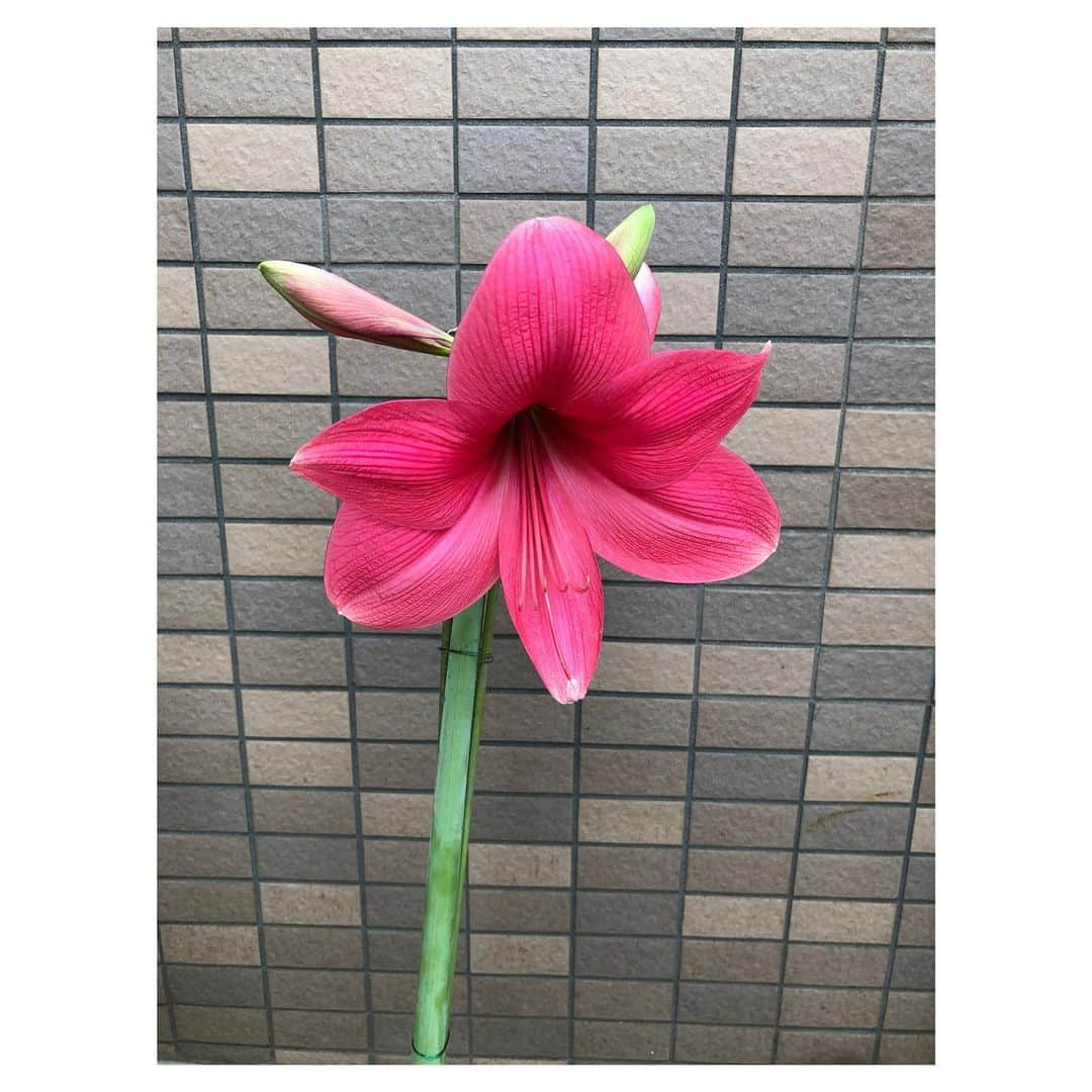 理絵さんのインスタグラム写真 - (理絵Instagram)「💗💗💗 .  #flower #fiore #꽃 #花 #tokyo #japan」2月14日 21時52分 - ____rie____