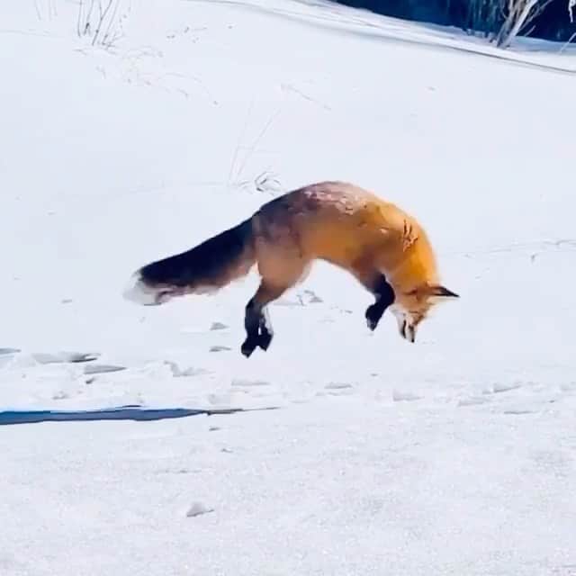 WildLifeのインスタグラム：「Diving in the snow for food😯😯 🎥 @adam_braden 💫」