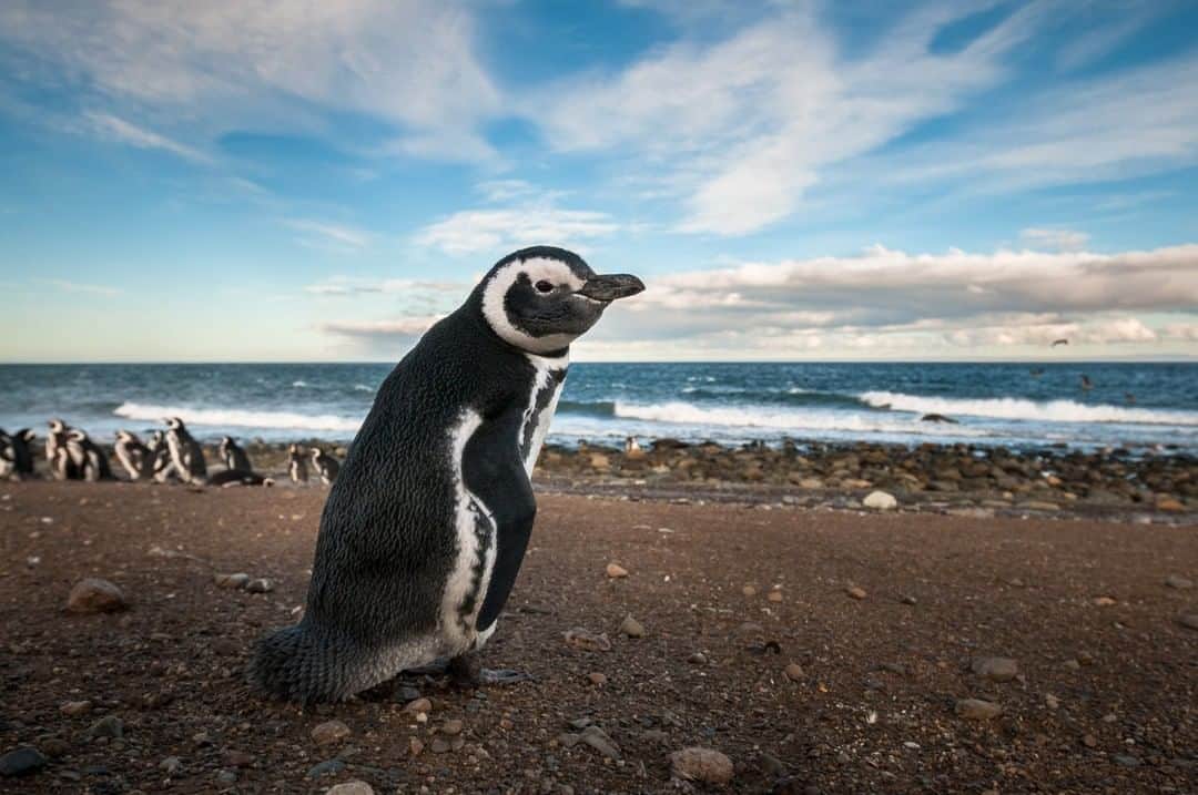 National Geographic Travelさんのインスタグラム写真 - (National Geographic TravelInstagram)「Photo by @michaelclarkphoto | Penguins on Isla Magdalena near Punta Arenas, Chile. Just a few hours’ boat ride from Punta Arenas, this island is chock-full of penguins, and hanging out with them is quite a smelly, fun time. This guy was keeping a close eye on me as I walked by, which made for a nice image against the deep-blue sky. #patagonia #penguin #islamagdalena #chile」2月14日 22時08分 - natgeotravel
