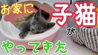 ちなり（高橋知成）さんのインスタグラム写真 - (ちなり（高橋知成）Instagram)「https://youtu.be/nPQw_mnoMpQ  お家に来た当初のルイくん動画をまとめましたー！ う〜🥺ちっこい♡  #ロシアンブルー #子猫 #猫 #cat #catstagram #Luis #ルイ　#russianblue #猫のいる暮らし #kitten」2月14日 22時23分 - chinarileah
