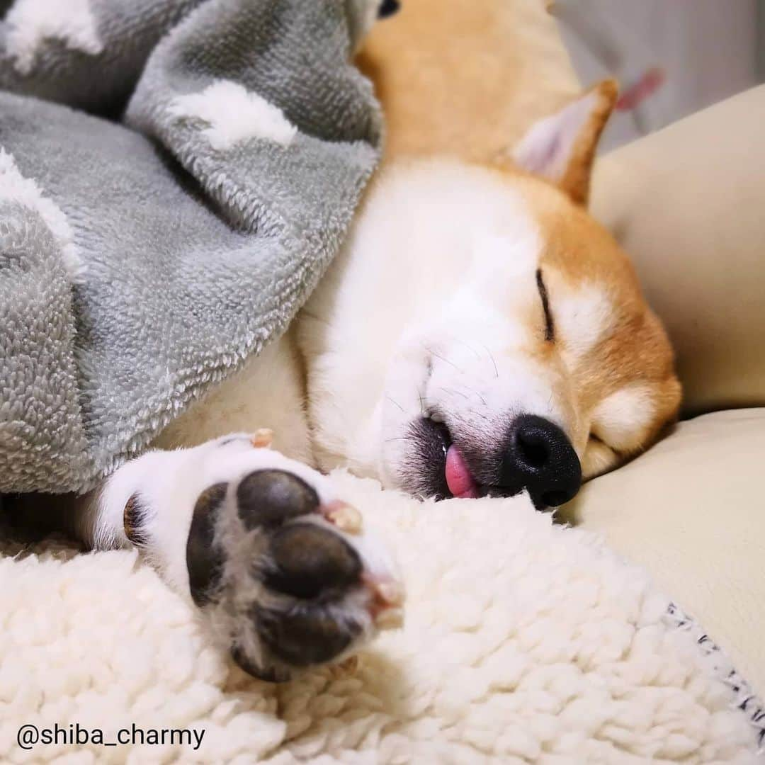 ちゃみさんのインスタグラム写真 - (ちゃみInstagram)「. 😌💤 ぬくぬく 最後はちょい👅動画 . #柴犬#しばいぬ#犬#pecoいぬ部#いぬのきもち#shiba#shibainu#dog#adorable」2月14日 22時45分 - shiba_charmy