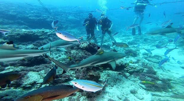 朝日放送「朝だ！生です旅サラダ」さんのインスタグラム写真 - (朝日放送「朝だ！生です旅サラダ」Instagram)「@aiaoki_official 初体験の #シャークダイビング 🦈💕 海の中にいたのは、#メジロザメの仲間 のツマグロ🦈🦈🦈 体長は最大2メートルらしいんですが、水の中だと、もーーっと大きく感じました😳！！ 特別に餌やりをさせてもらったんですが、あまりの迫力に腰がひけていた私。。😂笑 まさかあんなに近くでサメを見ることができるなんて🦈👀 本当に貴重な経験をさせてもらいました☺️♥️ _ #サメと泳ぐ #ちょっと怖い #ドキドキ #ツマグロ #サメに餌付け #ダイビング  #Shark Diving #シャングリ ラ フィジアン リゾート＆スパ #Shangri-La's Fijian Resort & Spa #ビチレブ島 #フィジー #Fiji _ #ABCテレビ #朝日放送テレビ #生放送 #土曜朝 #8時 #朝だ生です旅サラダ #旅サラダガールズ #青木愛 #海外 #旅 #スペシャル #travel #trip」2月14日 22時46分 - tabisalad