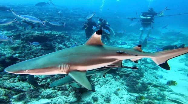 朝日放送「朝だ！生です旅サラダ」さんのインスタグラム写真 - (朝日放送「朝だ！生です旅サラダ」Instagram)「@aiaoki_official 初体験の #シャークダイビング 🦈💕 海の中にいたのは、#メジロザメの仲間 のツマグロ🦈🦈🦈 体長は最大2メートルらしいんですが、水の中だと、もーーっと大きく感じました😳！！ 特別に餌やりをさせてもらったんですが、あまりの迫力に腰がひけていた私。。😂笑 まさかあんなに近くでサメを見ることができるなんて🦈👀 本当に貴重な経験をさせてもらいました☺️♥️ _ #サメと泳ぐ #ちょっと怖い #ドキドキ #ツマグロ #サメに餌付け #ダイビング  #Shark Diving #シャングリ ラ フィジアン リゾート＆スパ #Shangri-La's Fijian Resort & Spa #ビチレブ島 #フィジー #Fiji _ #ABCテレビ #朝日放送テレビ #生放送 #土曜朝 #8時 #朝だ生です旅サラダ #旅サラダガールズ #青木愛 #海外 #旅 #スペシャル #travel #trip」2月14日 22時46分 - tabisalad