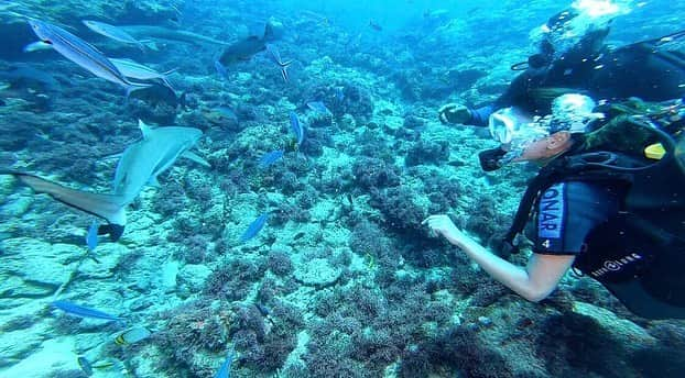 朝日放送「朝だ！生です旅サラダ」さんのインスタグラム写真 - (朝日放送「朝だ！生です旅サラダ」Instagram)「@aiaoki_official 初体験の #シャークダイビング 🦈💕 海の中にいたのは、#メジロザメの仲間 のツマグロ🦈🦈🦈 体長は最大2メートルらしいんですが、水の中だと、もーーっと大きく感じました😳！！ 特別に餌やりをさせてもらったんですが、あまりの迫力に腰がひけていた私。。😂笑 まさかあんなに近くでサメを見ることができるなんて🦈👀 本当に貴重な経験をさせてもらいました☺️♥️ _ #サメと泳ぐ #ちょっと怖い #ドキドキ #ツマグロ #サメに餌付け #ダイビング  #Shark Diving #シャングリ ラ フィジアン リゾート＆スパ #Shangri-La's Fijian Resort & Spa #ビチレブ島 #フィジー #Fiji _ #ABCテレビ #朝日放送テレビ #生放送 #土曜朝 #8時 #朝だ生です旅サラダ #旅サラダガールズ #青木愛 #海外 #旅 #スペシャル #travel #trip」2月14日 22時46分 - tabisalad