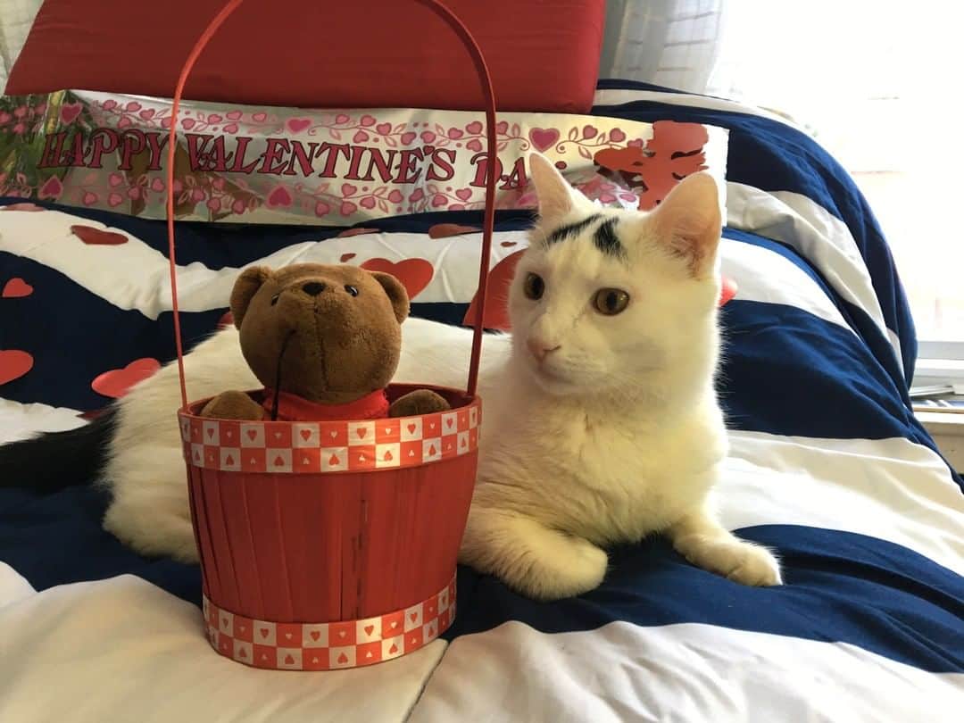 Samのインスタグラム：「When someone gets you a teddy bear but all you wanted was some food 😐⁠ .⁠ .⁠ .⁠ .⁠ .⁠ .⁠ .⁠ .⁠ .⁠ .⁠ .⁠ .⁠ .⁠ #happyvalentinesday #valentinesday #vday #love #food #hearts #cats #cat #eyebrows #catsofinstagram」