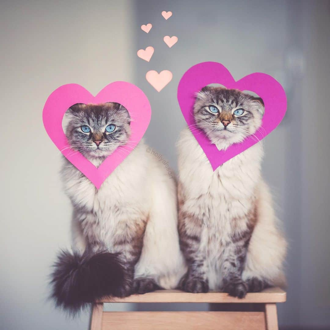 Holly Sissonのインスタグラム：「Happy ❤️day! Seriously, Alice & Finnegan want to know your ❤️❤️❤️ day plans! ❤️🐱🤣 #Toronto #Siberiancat #bokeh #valentines #cats #hearts (See more of Alice, Finnegan, and Oliver, on @pitterpatterfurryfeet) ~ Canon 1D X + 85 f1.2L II @ f1.4 (+ Lomography 85mm #Petzval Art Lens for heart bokeh) See my bio for full camera equipment information plus info on how I process my images. 😊 ~  @bestmeow #bestmeow」