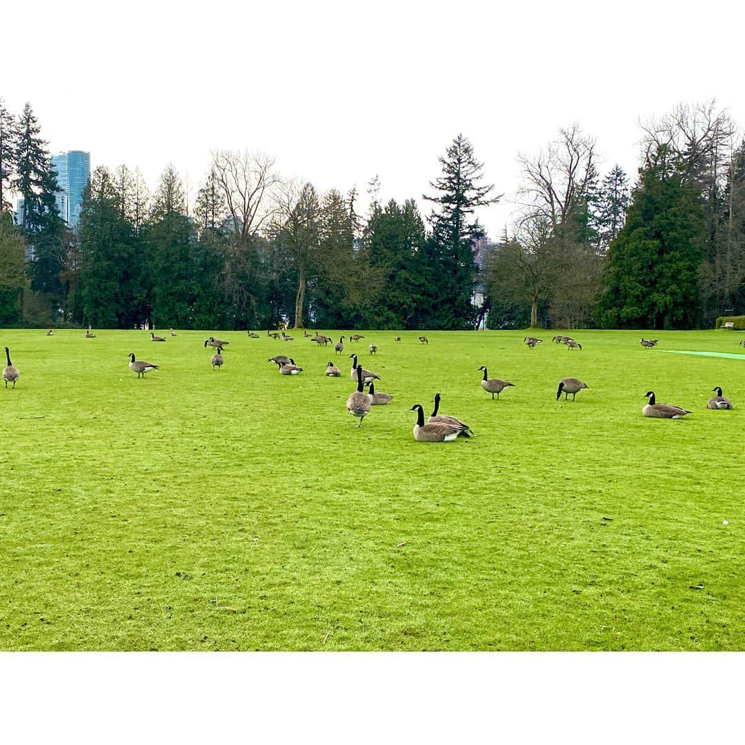 中田奈沙さんのインスタグラム写真 - (中田奈沙Instagram)「Canada goose🦆 ダウンのブランドじゃなくて リアルカナダグース🇨🇦 アヒルくらいの大きさの鳥を想像してたけど、 柴犬サイズだった😂 Stanley Parkにて。 * * #canadagoose #goose #canada #vancouver #stanleypark #bird #park #relax #big #cute #cutie #birdwatching #rest #refreshing #カナダグース #カナダ #鳥 #グース #バンクーバー #公園 #スタンレーパーク #散歩 #観察 #かわいい #バードウォッチング #巨大 #休憩 #リラックス #パーク #リフレッシュ」2月14日 23時21分 - nasa_nakada