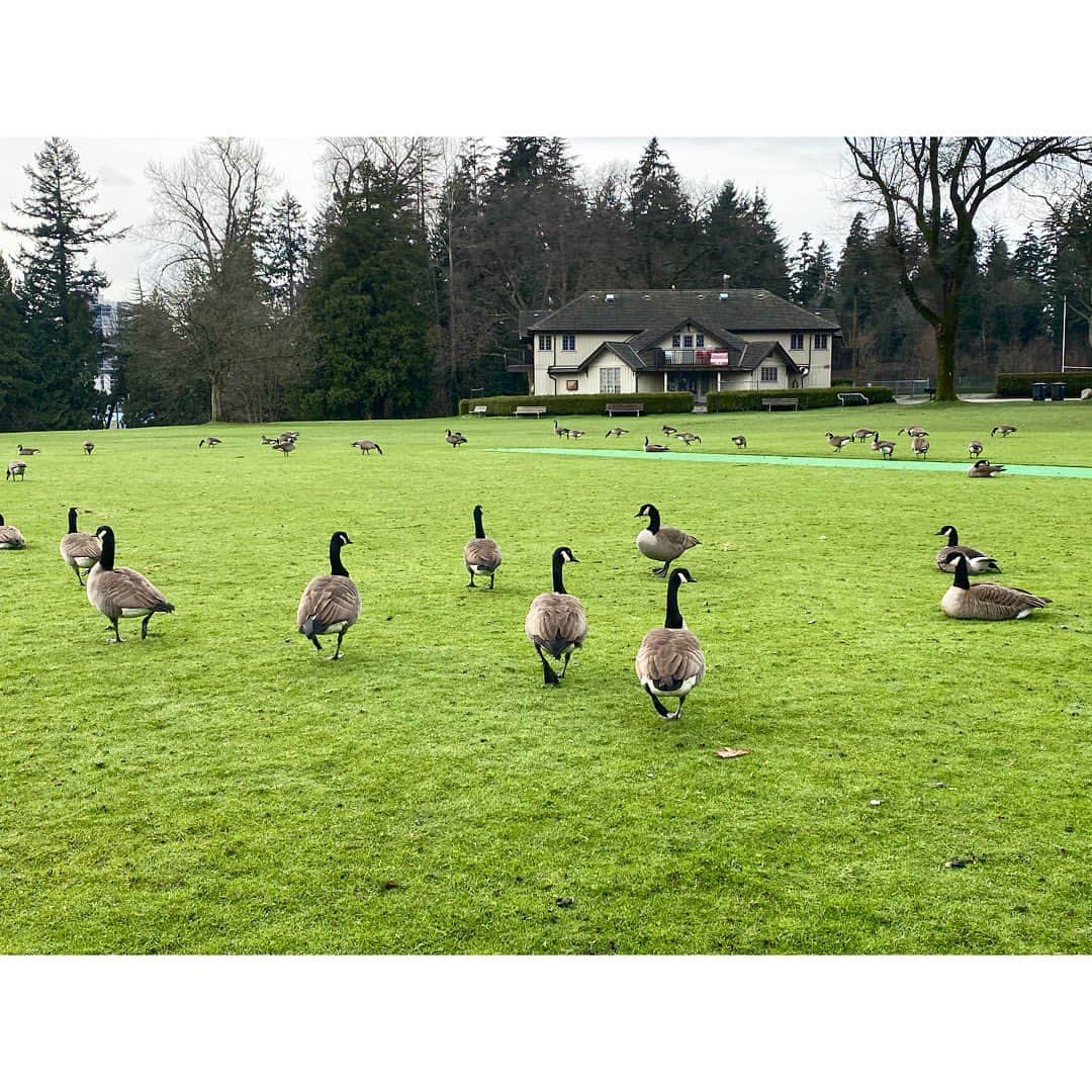 中田奈沙さんのインスタグラム写真 - (中田奈沙Instagram)「Canada goose🦆 ダウンのブランドじゃなくて リアルカナダグース🇨🇦 アヒルくらいの大きさの鳥を想像してたけど、 柴犬サイズだった😂 Stanley Parkにて。 * * #canadagoose #goose #canada #vancouver #stanleypark #bird #park #relax #big #cute #cutie #birdwatching #rest #refreshing #カナダグース #カナダ #鳥 #グース #バンクーバー #公園 #スタンレーパーク #散歩 #観察 #かわいい #バードウォッチング #巨大 #休憩 #リラックス #パーク #リフレッシュ」2月14日 23時21分 - nasa_nakada