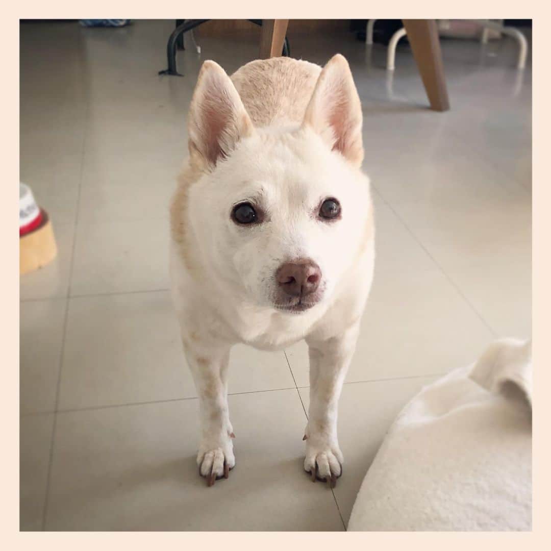 パンといっぴきさんのインスタグラム写真 - (パンといっぴきInstagram)「#元保護犬 #雑種犬 #crossbreed #mixdog」2月14日 23時35分 - kwhr725