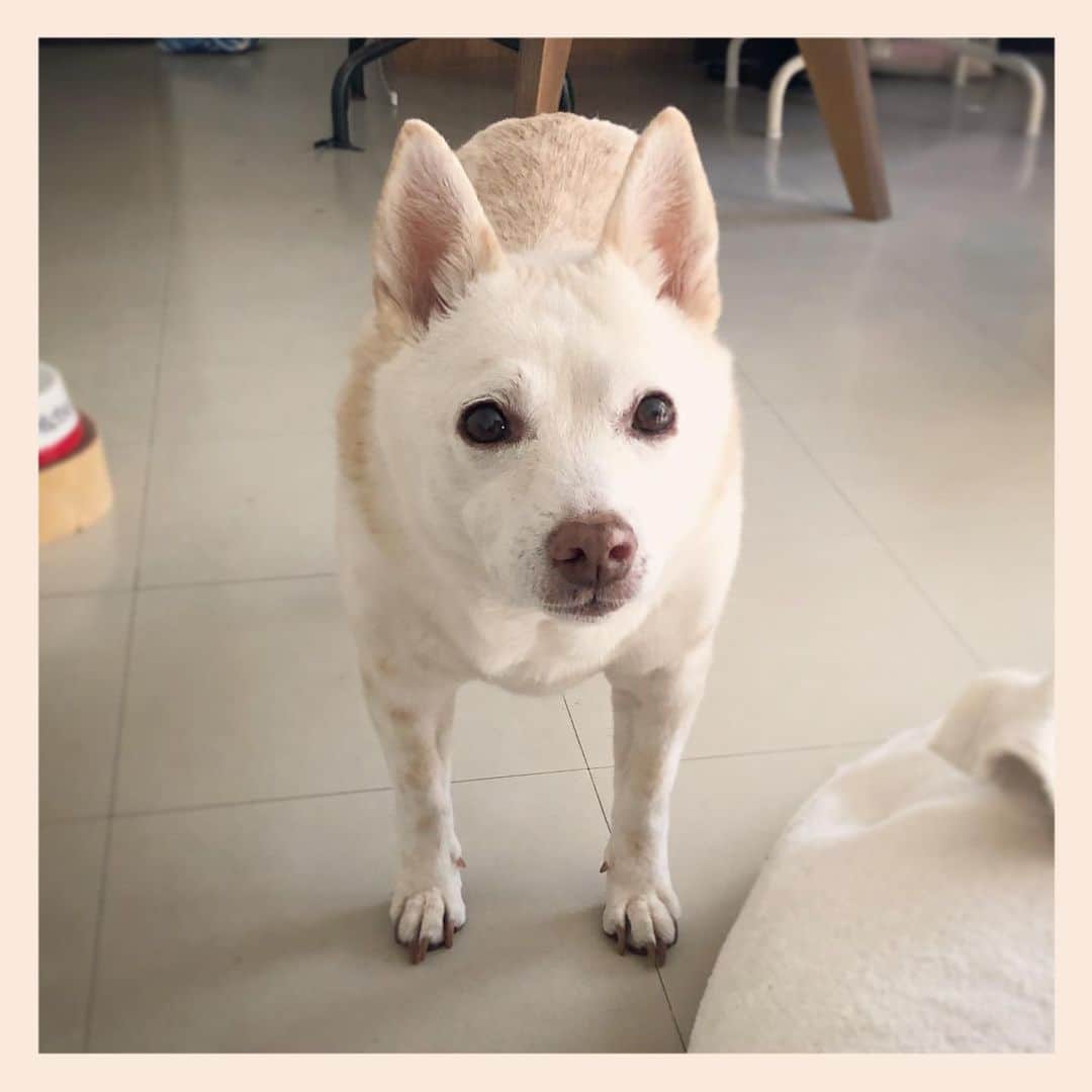 パンといっぴきのインスタグラム：「#元保護犬 #雑種犬 #crossbreed #mixdog」