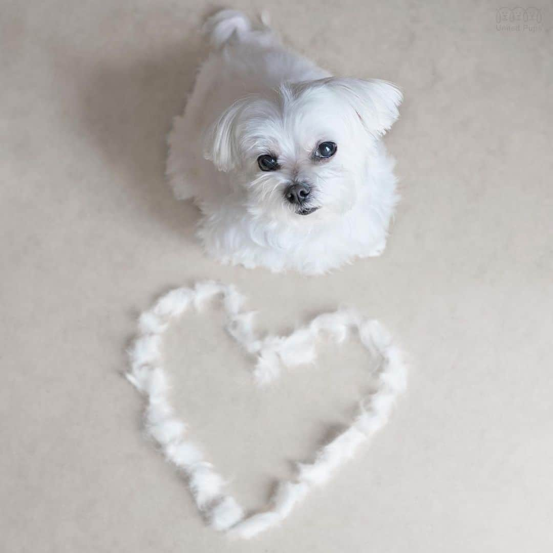 hi.arodさんのインスタグラム写真 - (hi.arodInstagram)「I may not have a lot of money for gifts, so I made my own heart for you all 🥰 ・・・ #puppyfur#dogfur#myhair#loveday#bemyvalentine#willyoubemyvalentine#valentinesday2020#happyvalentinesday #anytakers#singleandreadytomingle#malteselove #ohmydog #valentines #luvablelabsofinsta #valentinesday #valentinesideas #valentinesweek#dogsfirst#petsfirst #valentinepuppy#valentinesdog#maltesestyle#malteseofficia#maltese#malteser#malteselovers#malteselover#dallasdog#狗 #瑪爾濟斯」2月14日 23時36分 - hi.arod